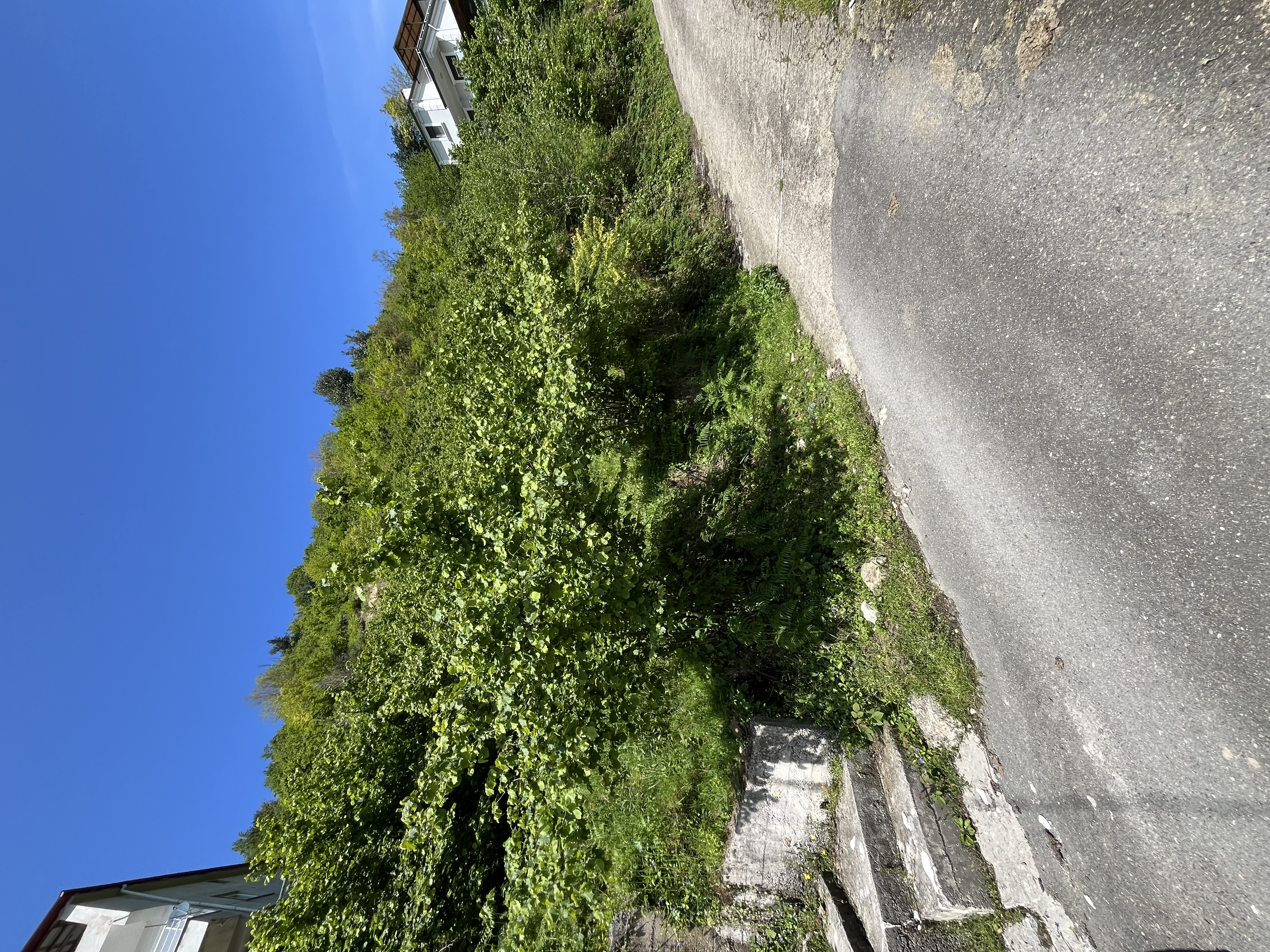 ESPİYE DEĞİRMENAĞZI