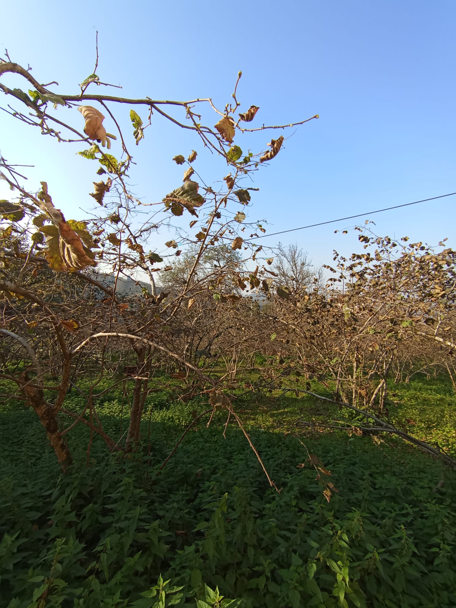 BEYAZIT KÖYÜ SATILIK ARSA