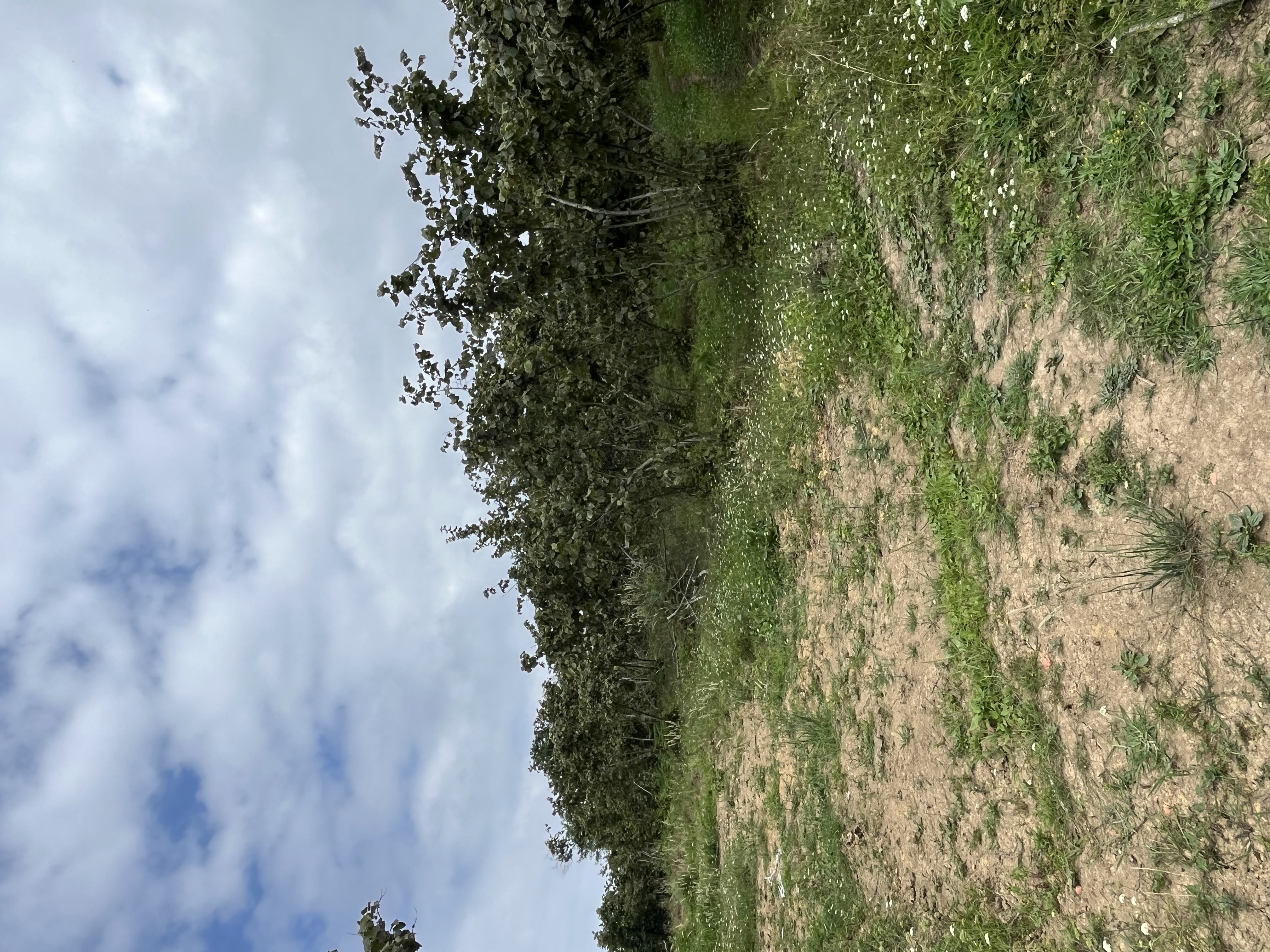 MABEL GAYRİMENKUL KEŞAP KILIÇLI VİLLALIK DENİZ MANZARALI ARSA