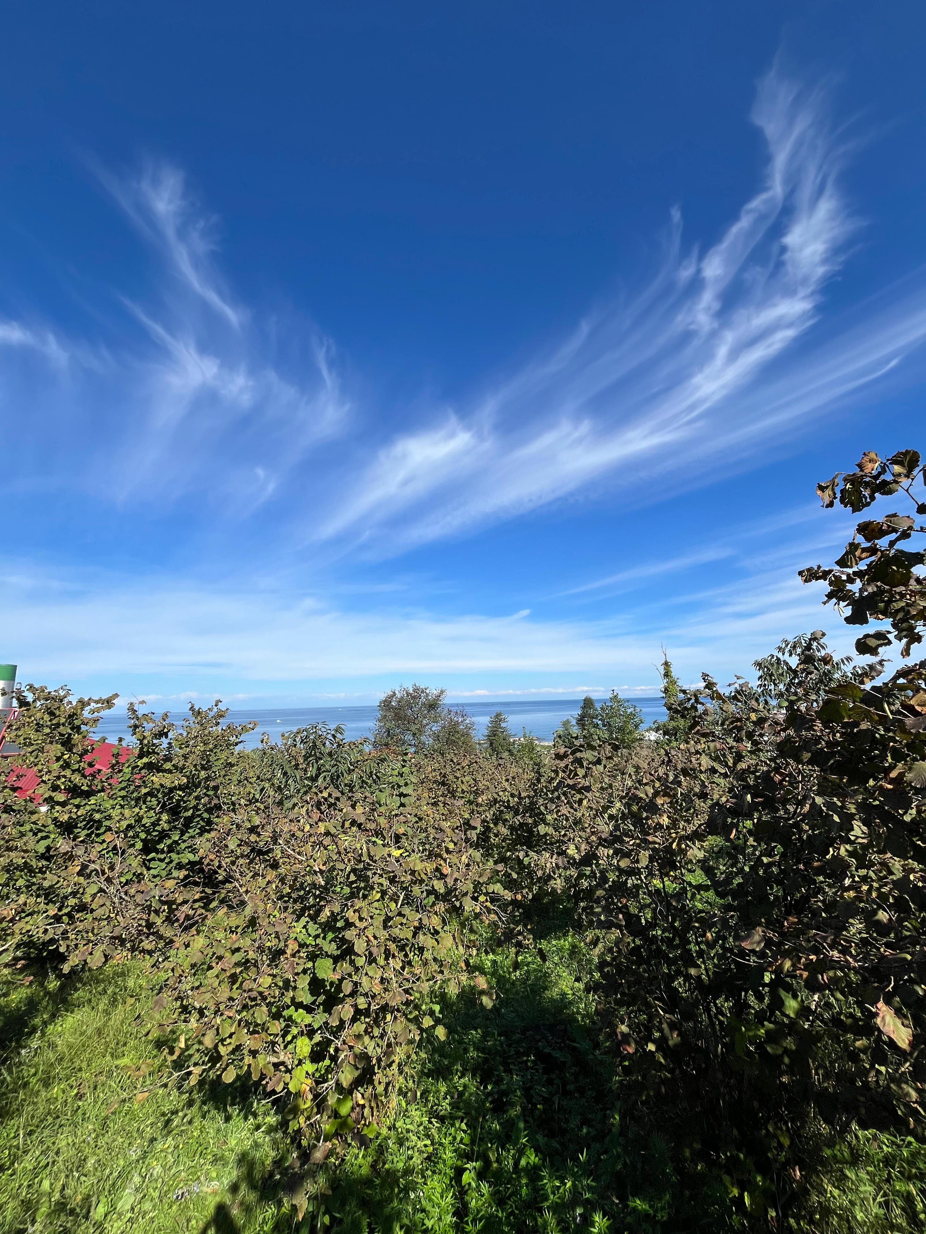 KEŞAP KARAKOÇ SATILIK ARSA