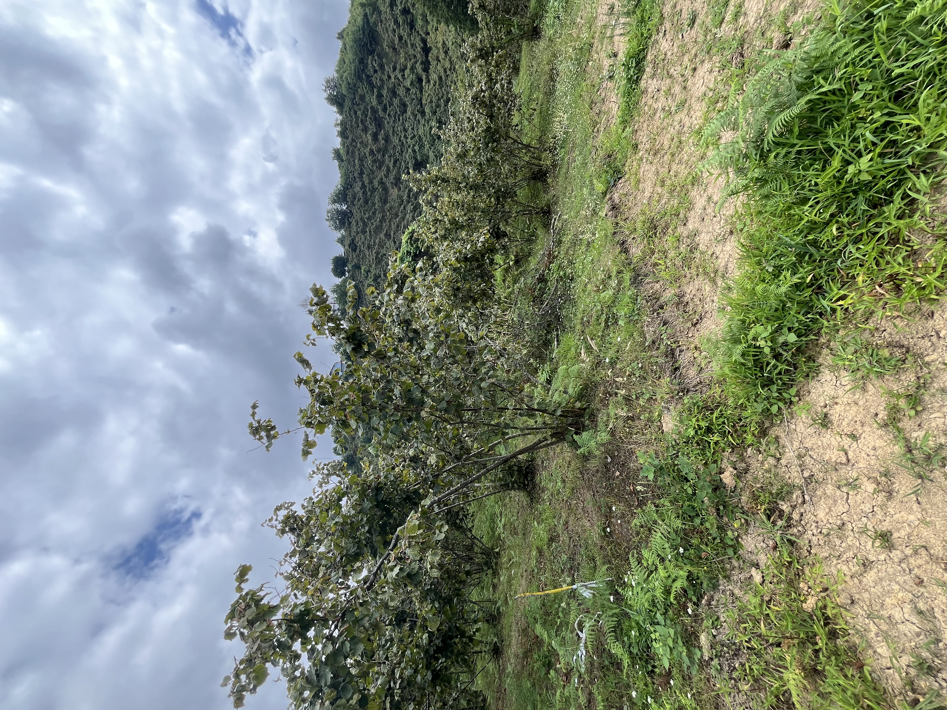 MABEL GAYRİMENKUL KEŞAP KILIÇLI VİLLALIK DENİZ MANZARALI ARSA