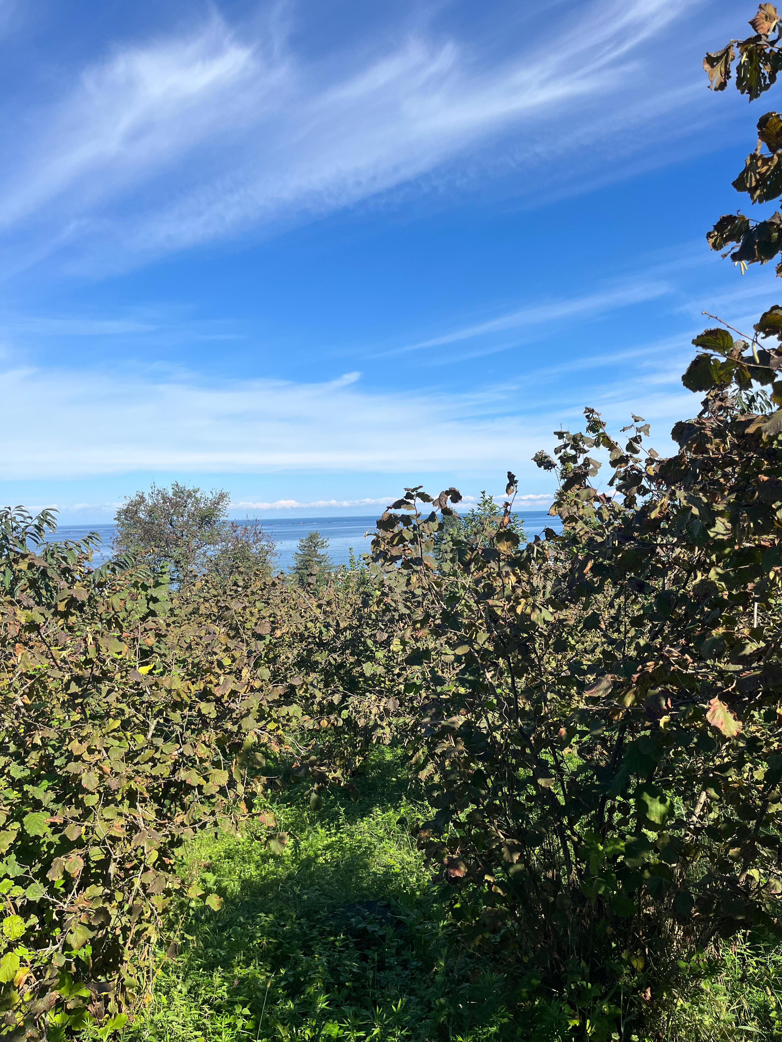 KEŞAP KARAKOÇ SATILIK ARSA