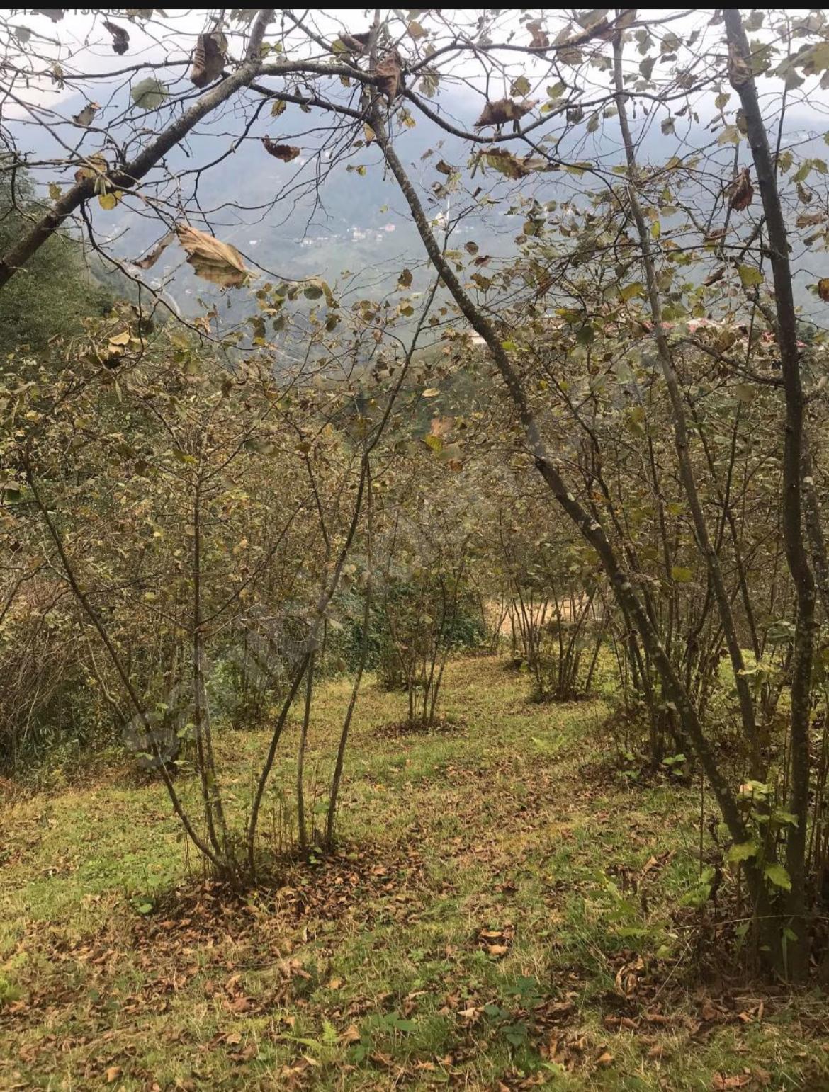 AKÇAABAT DERECİKTE 3160 M2 SATILIK ARSA