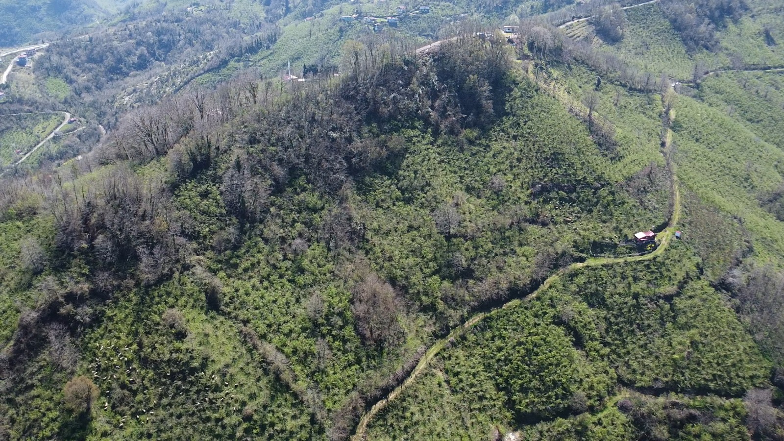 PERŞEMBE KOZAĞZI ARSA 2