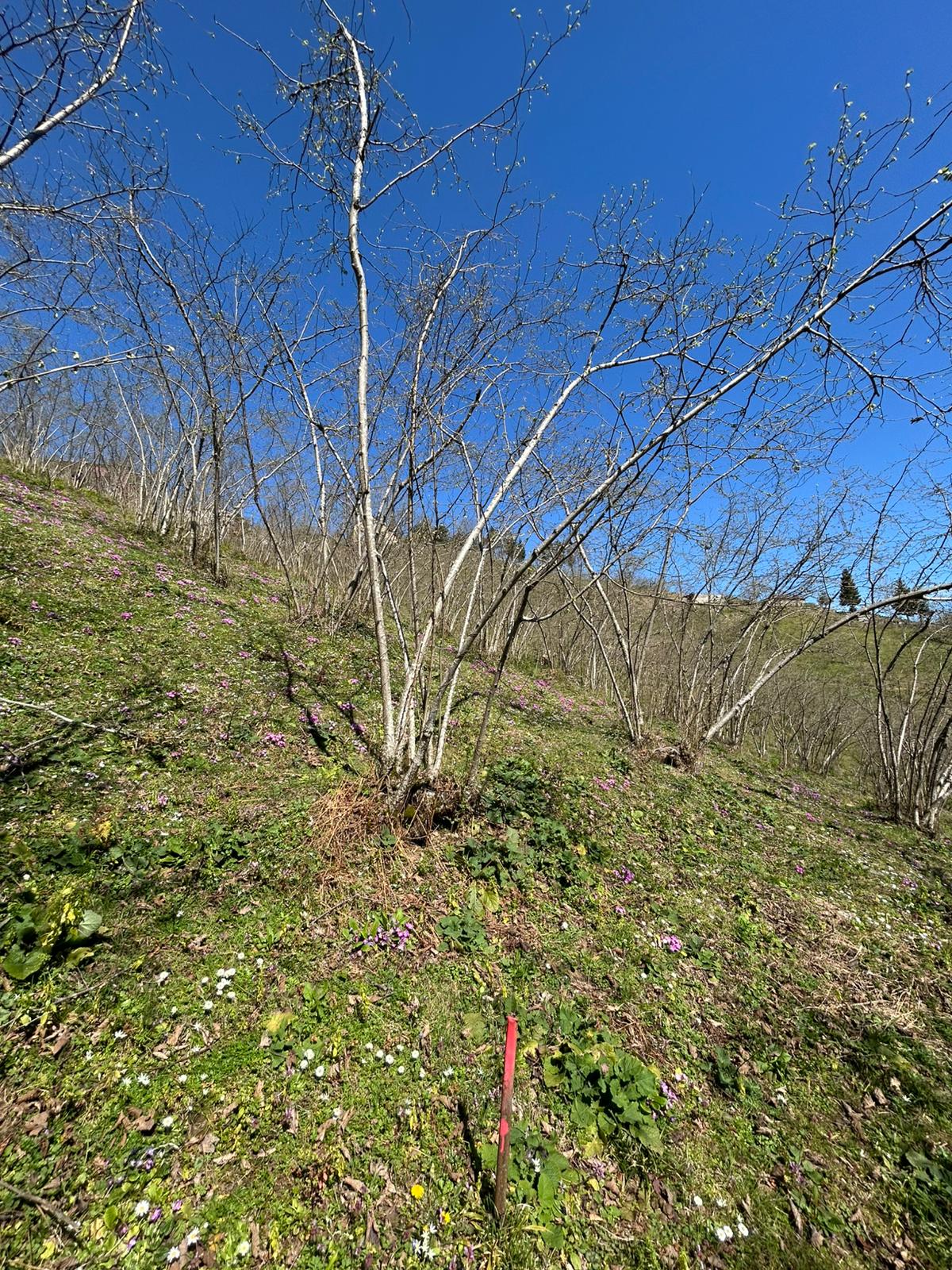 ÇANDIR KÖYÜ SATILIK FINDIK BAHÇESİ