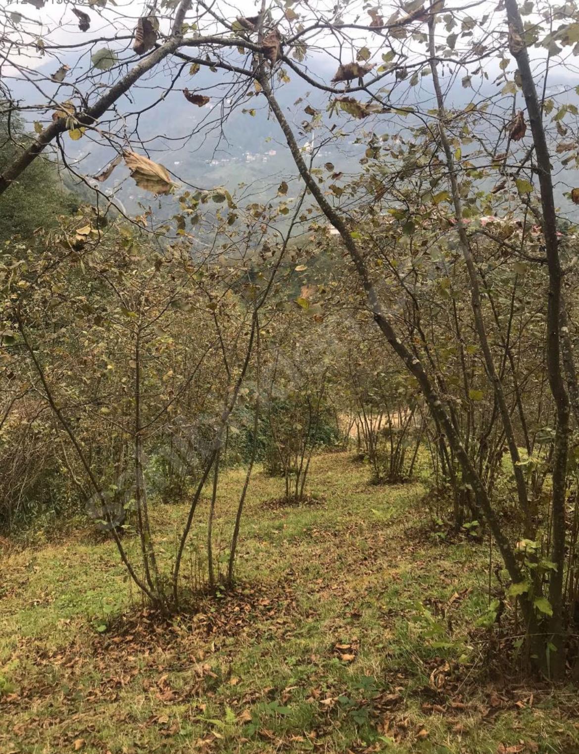 AKÇAABAT DERECİKTE 3160 M2 SATILIK ARSA