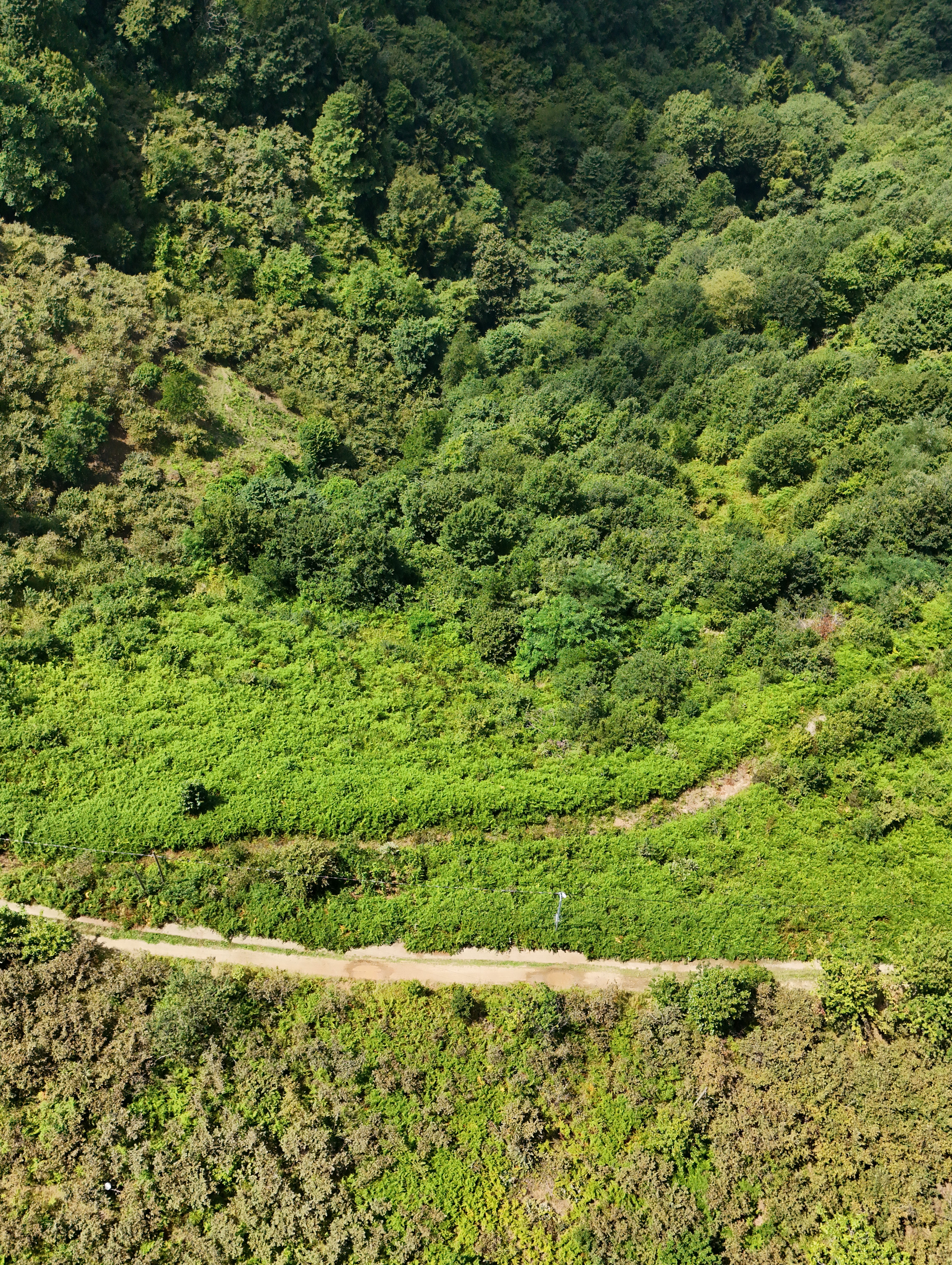 MABEL GAYRİMENKUL KEŞAP GÜNEYKÖY DENİZ MANZARALI VİLLALIK BAHÇE