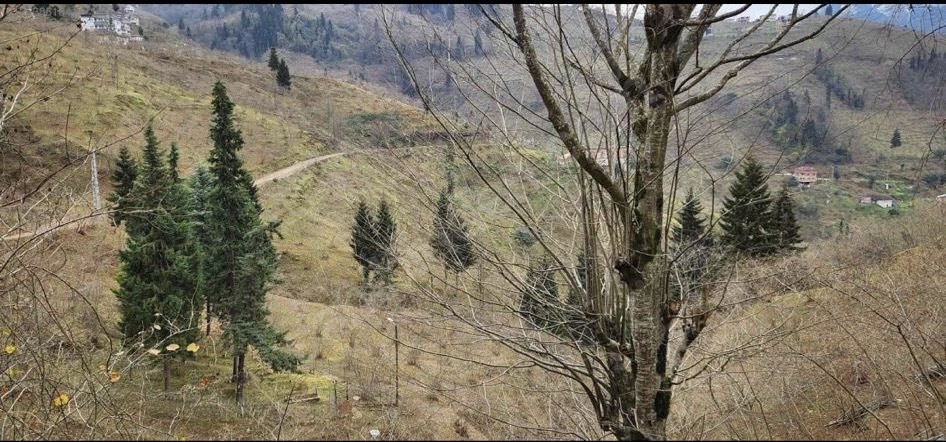 YOMRA KÖMÜRCÜ KÖYÜ SATILIK 2316 M2 ARSA