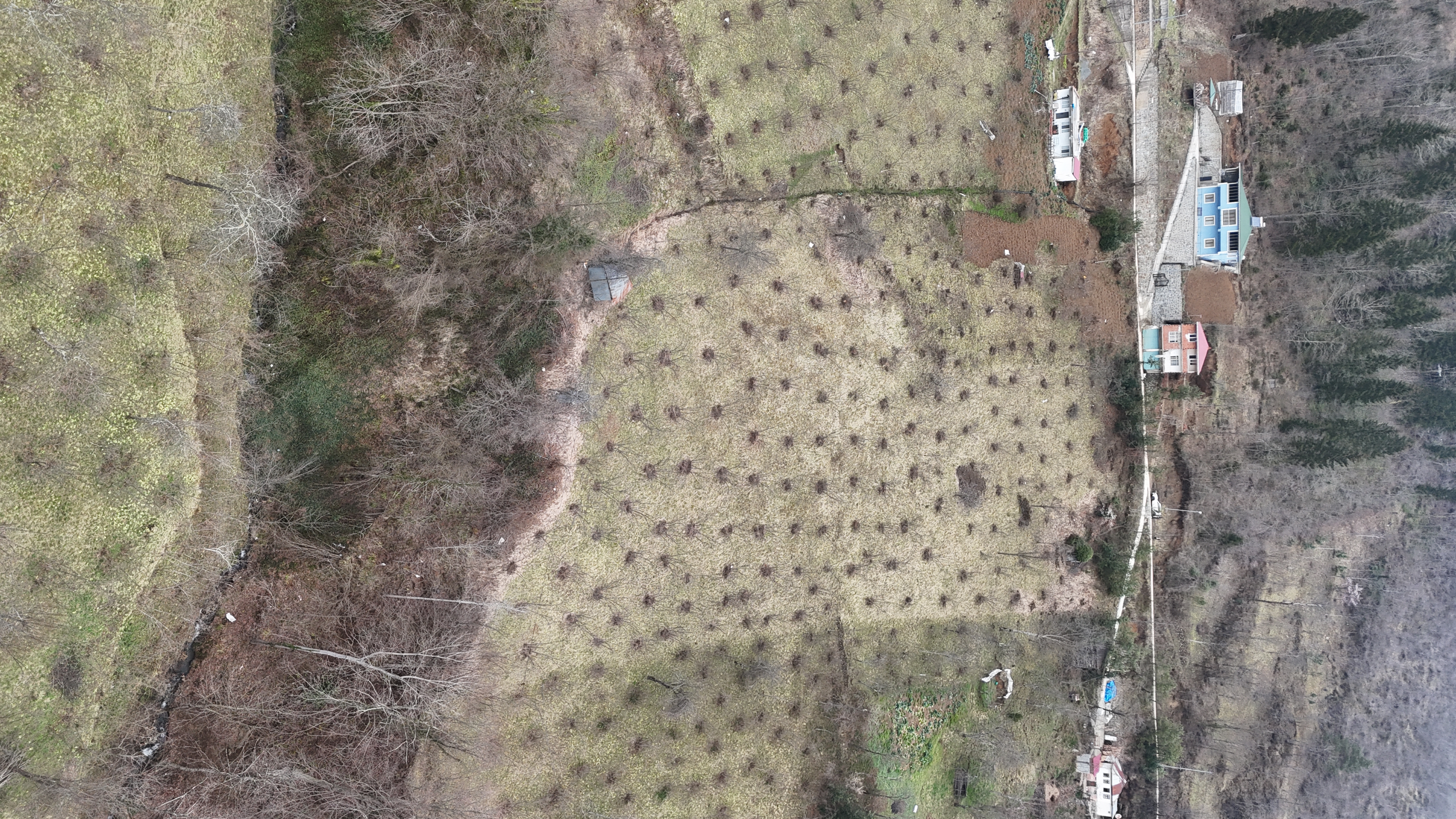 MAÇKA KAYNARCA ' SATILIK FINDIK BAHÇELİ ARSA