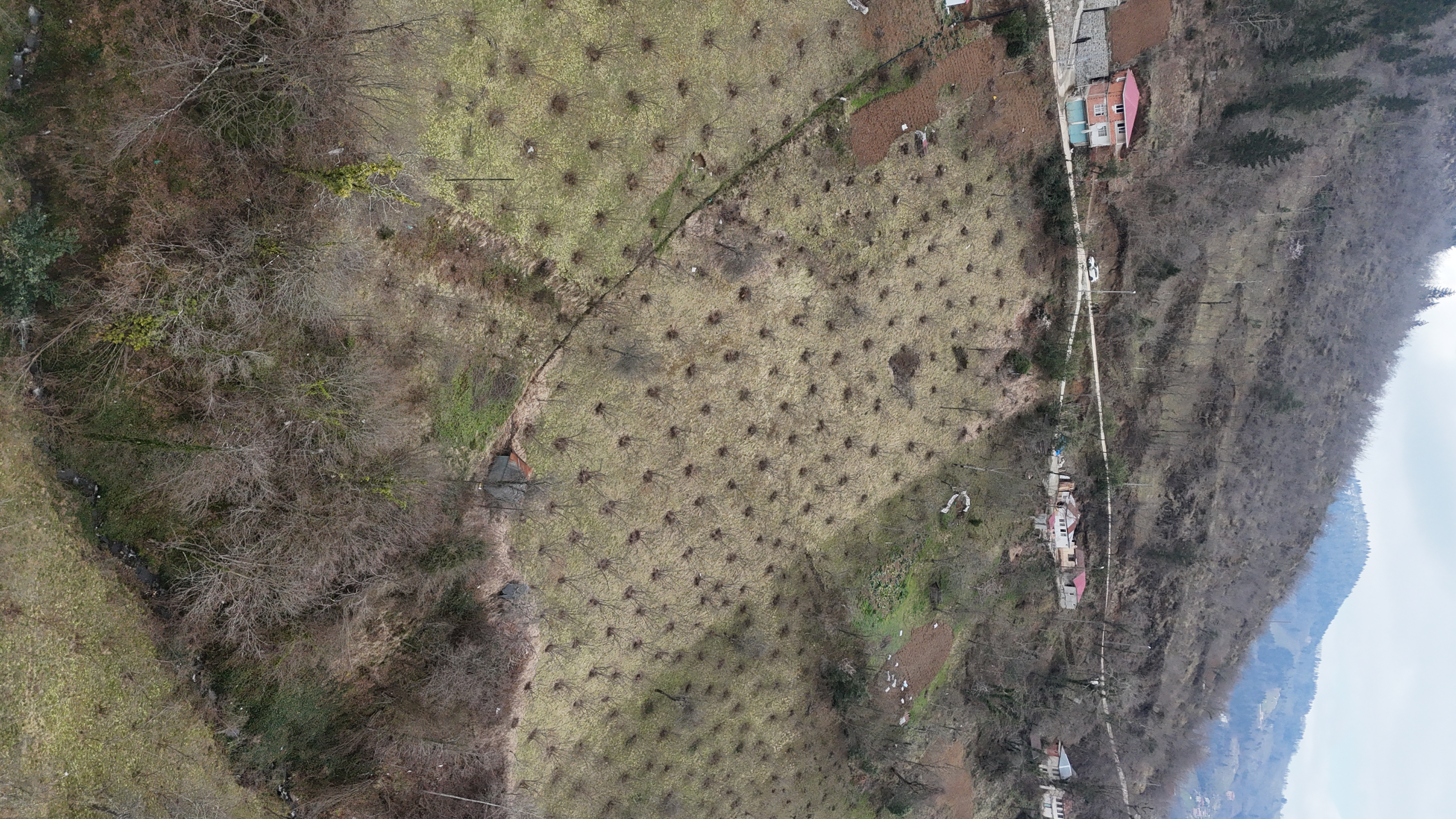 MAÇKA KAYNARCA ' SATILIK FINDIK BAHÇELİ ARSA