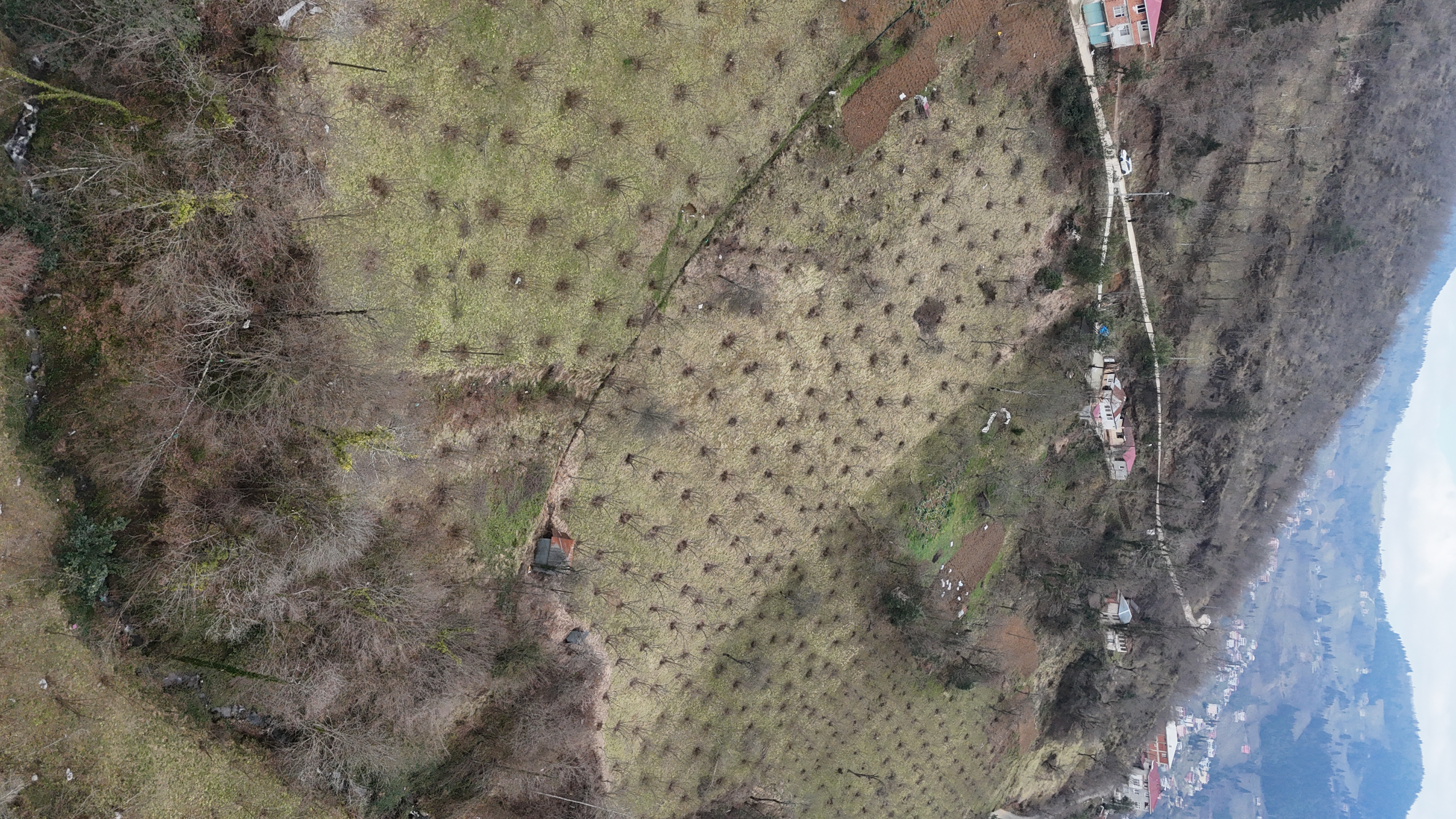 MAÇKA KAYNARCA ' SATILIK FINDIK BAHÇELİ ARSA