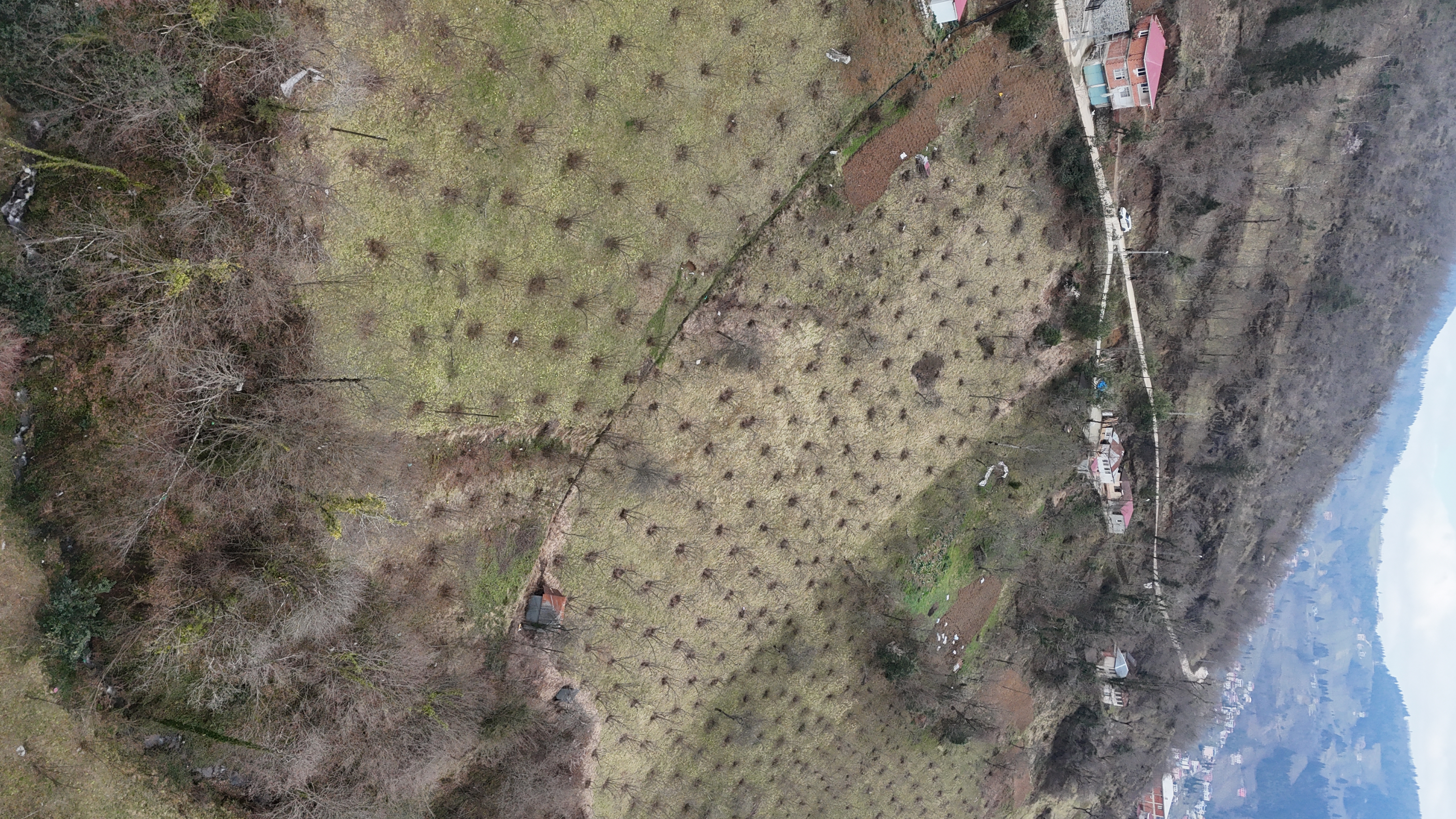 MAÇKA KAYNARCA ' SATILIK FINDIK BAHÇELİ ARSA