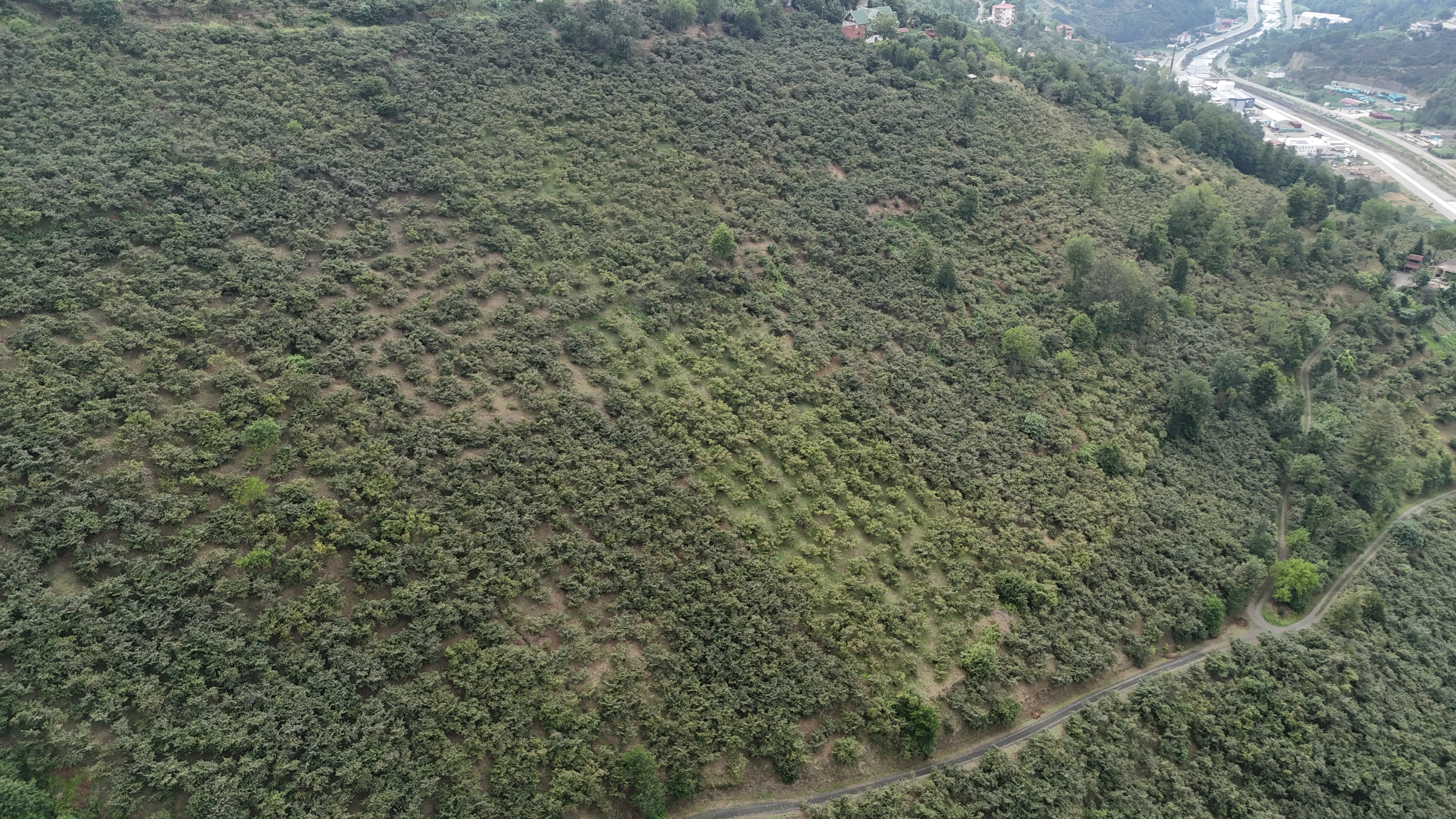 ÇARŞIBAŞINDA 2 ARSA 10 DÖNÜM