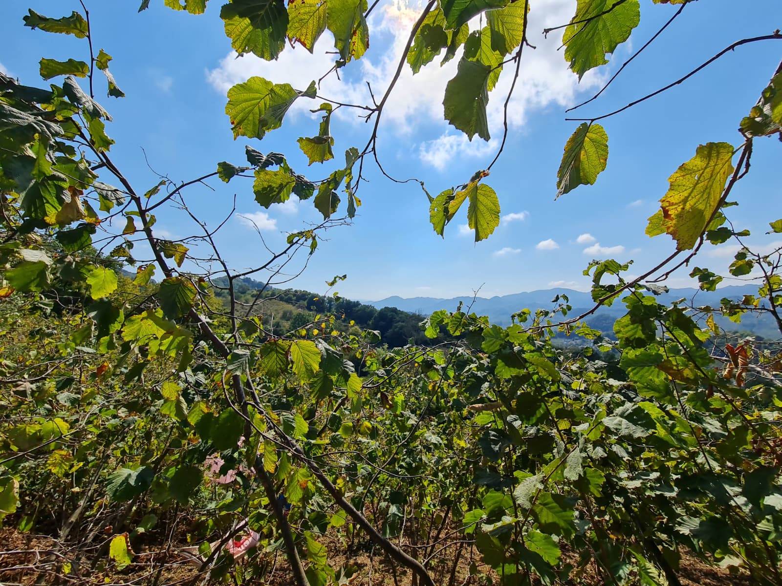 FATSA ŞEREFİYE MH. YOLA 70 METRE CEPHELİ 2.243 m2 ARSA