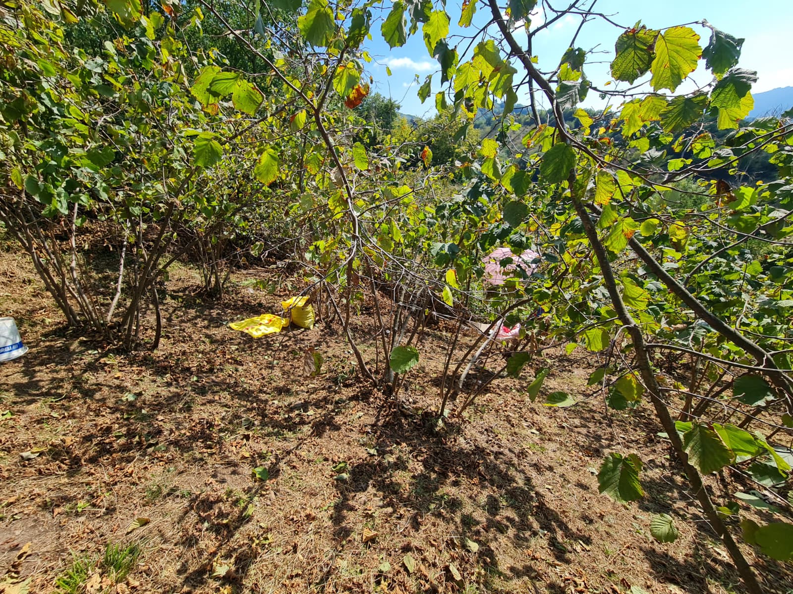 FATSA ŞEREFİYE MH. YOLA 70 METRE CEPHELİ 2.243 m2 ARSA