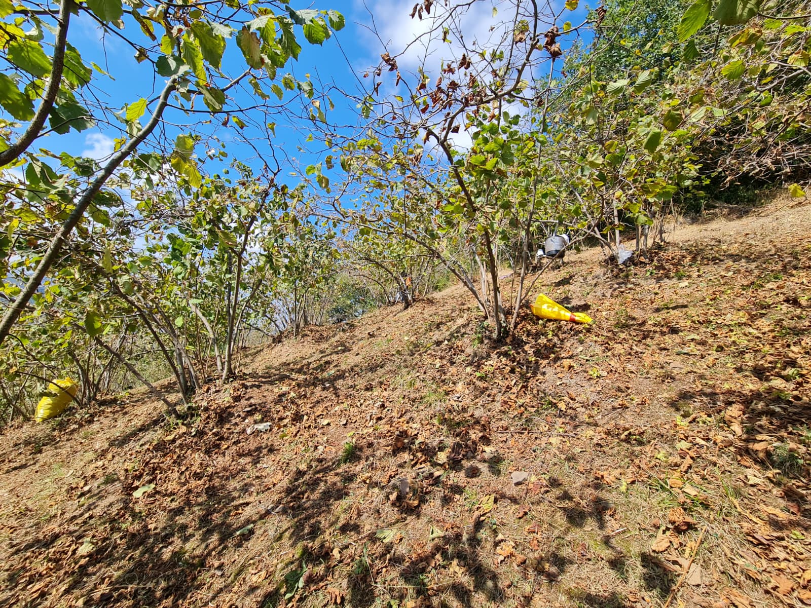 FATSA ŞEREFİYE MH. YOLA 70 METRE CEPHELİ 2.243 m2 ARSA