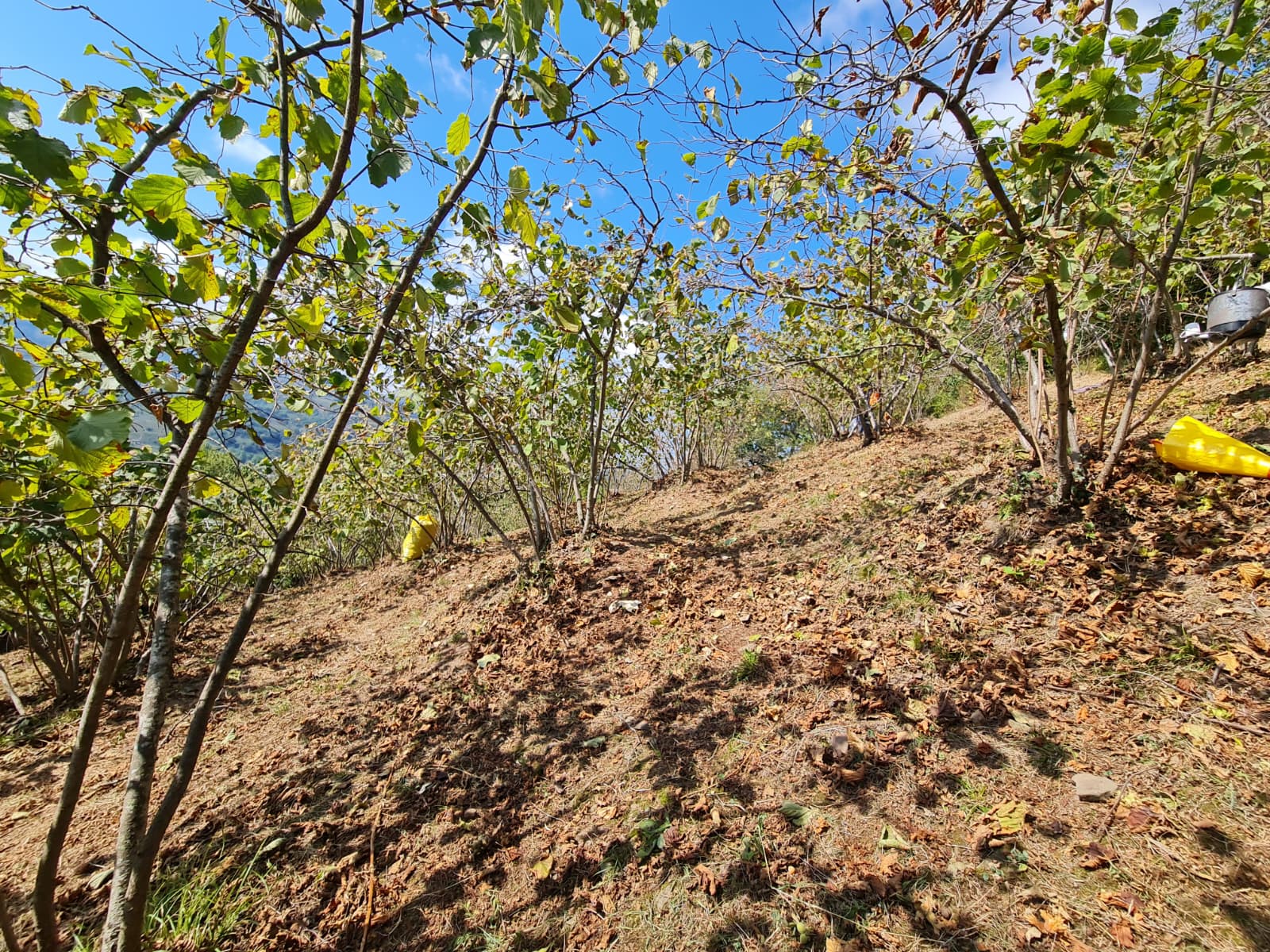 FATSA ŞEREFİYE MH. YOLA 70 METRE CEPHELİ 2.243 m2 ARSA