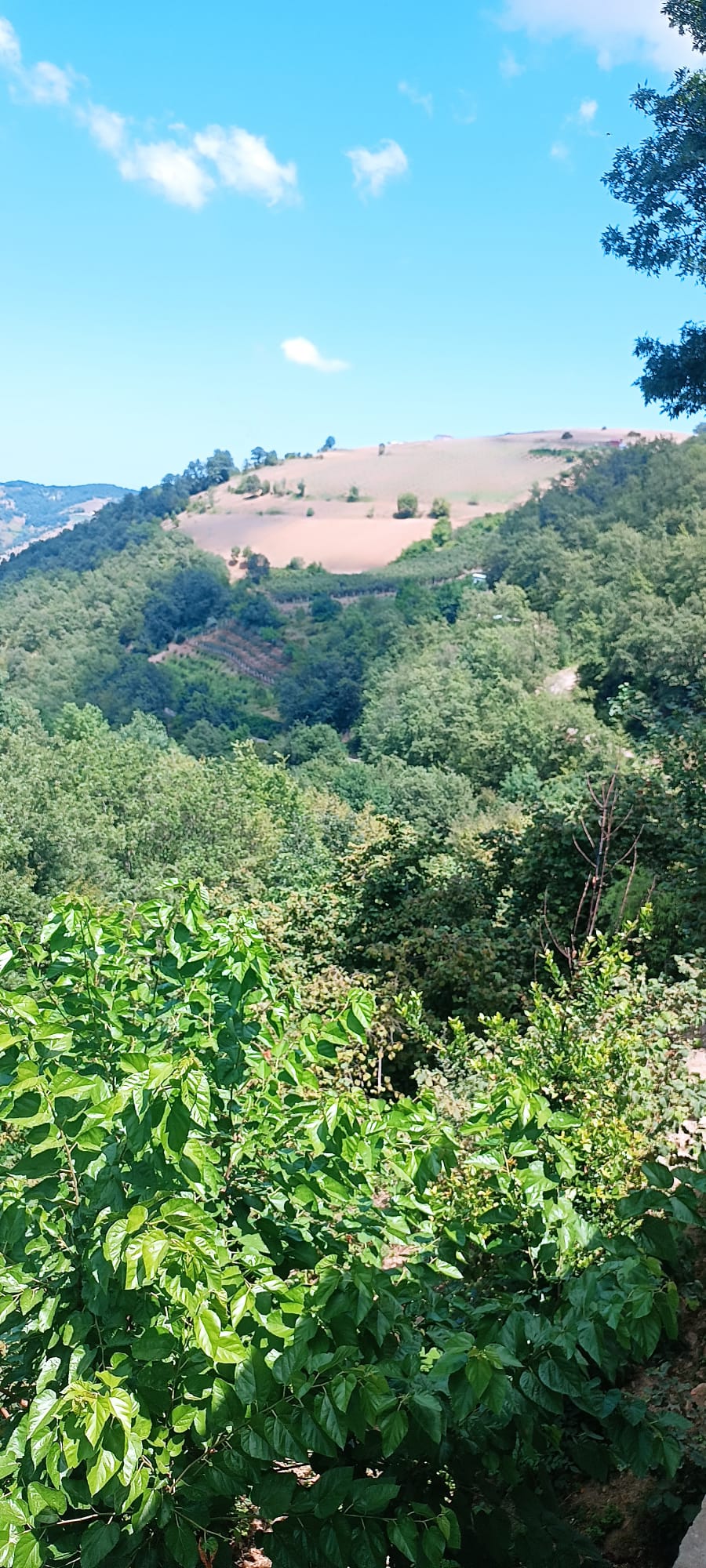 KIZILOĞLAK EV VE TARLA