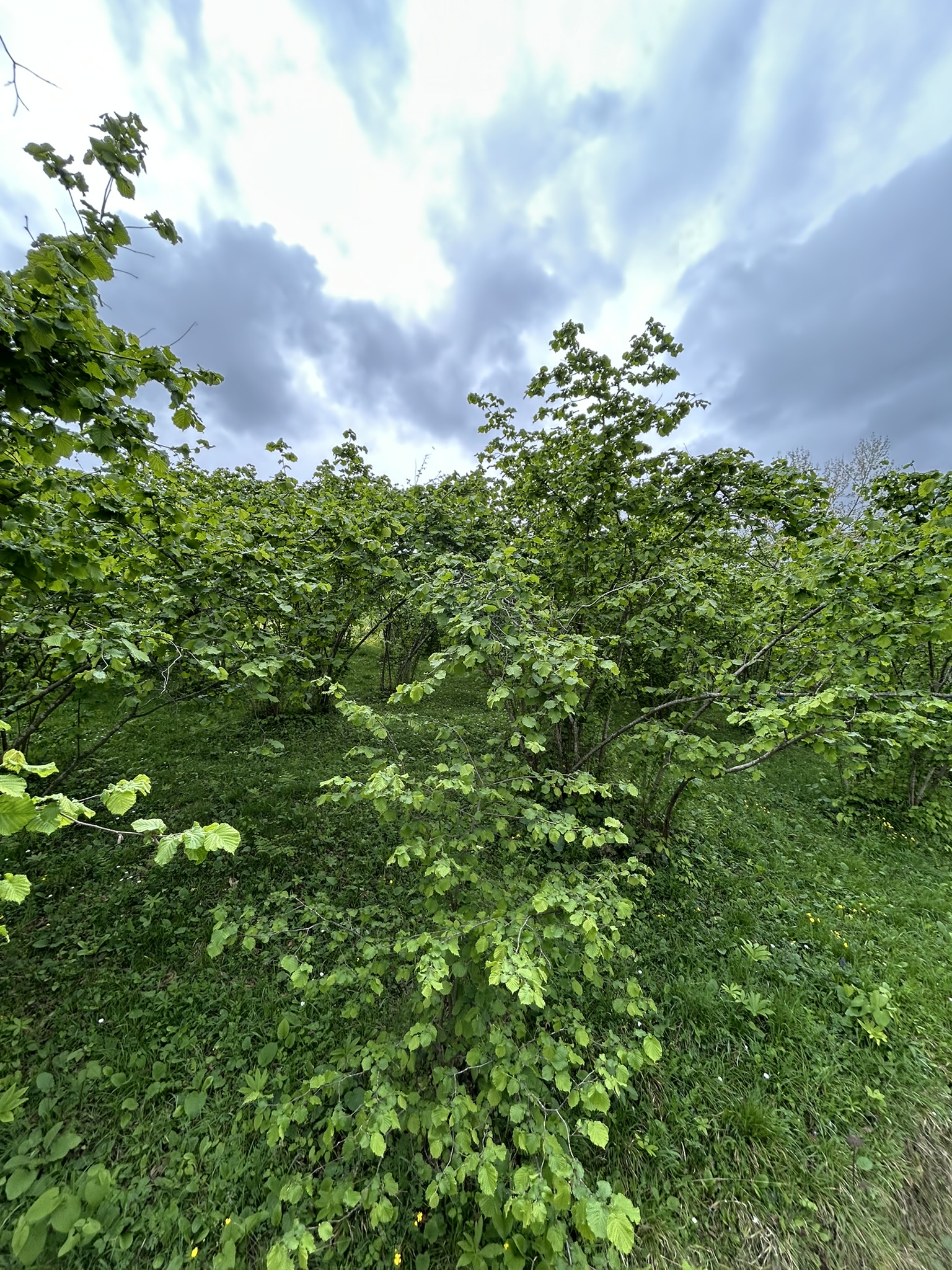 GEDİKKAYA MAH İMARLI DENİZ MANZARALI ARSA