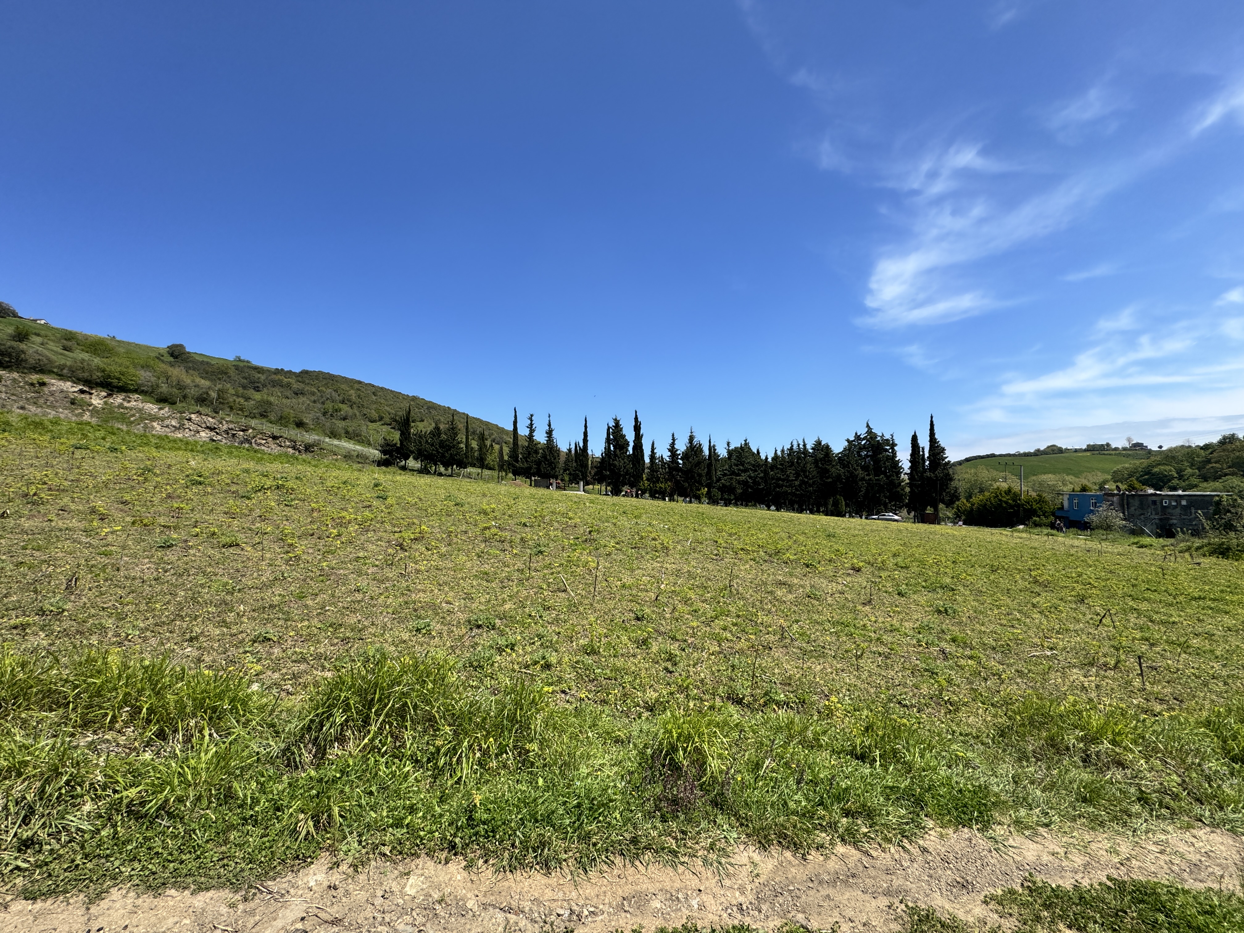 MABEL SAMSUN'DAN TAFLAN'DA YOLA CEPHE SATILIK TARLA