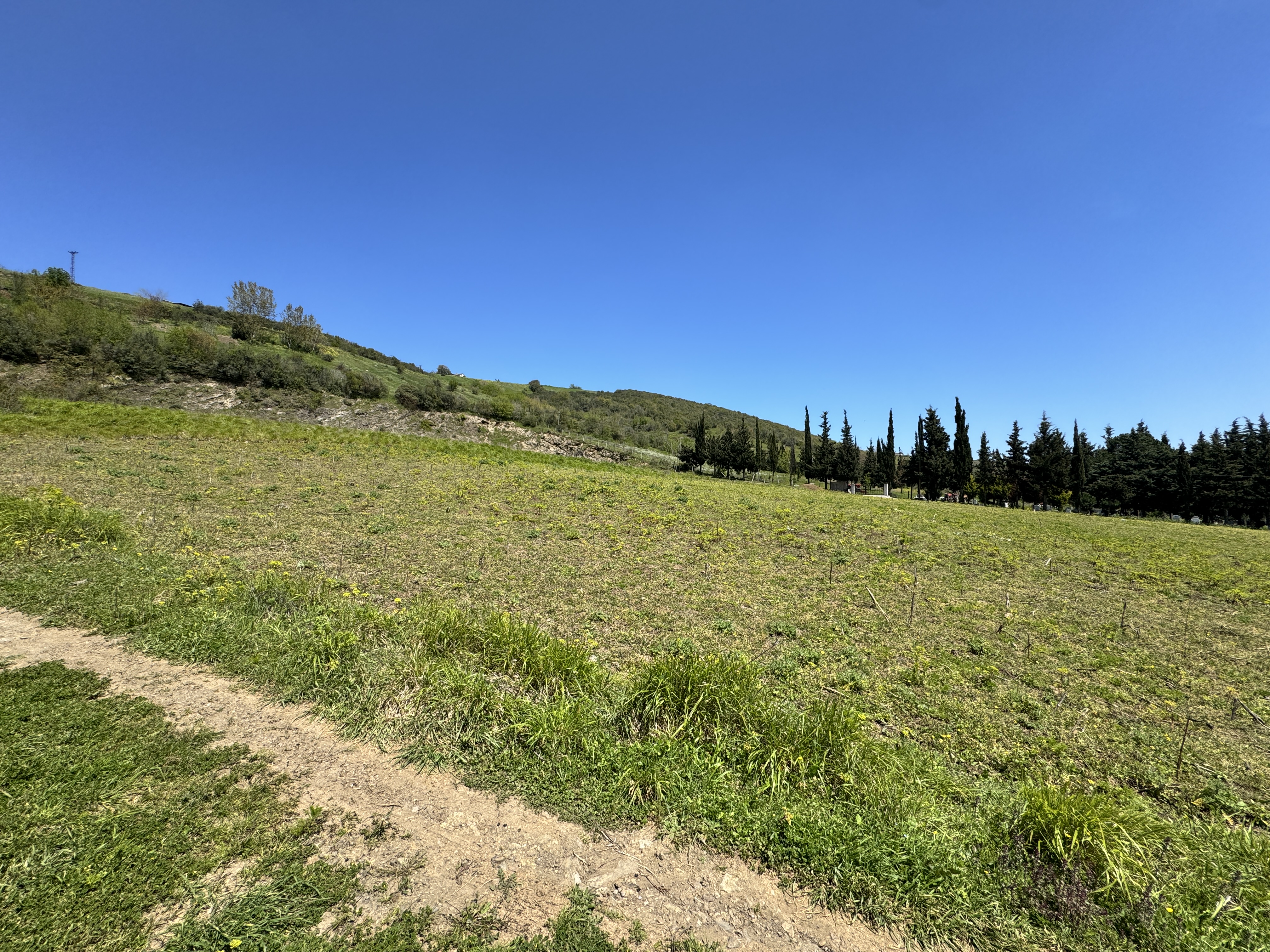 MABEL SAMSUN'DAN TAFLAN'DA YOLA CEPHE SATILIK TARLA