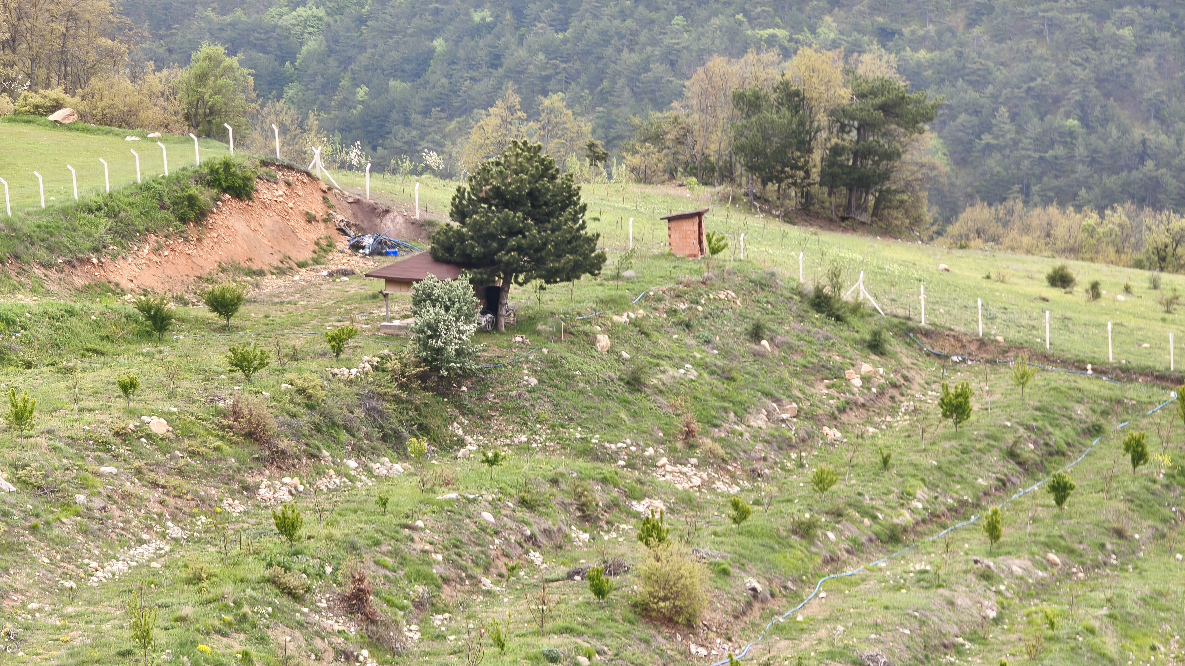 MABELDEN DOĞA İLE İÇ İÇE CEVİZ BAHÇESİ