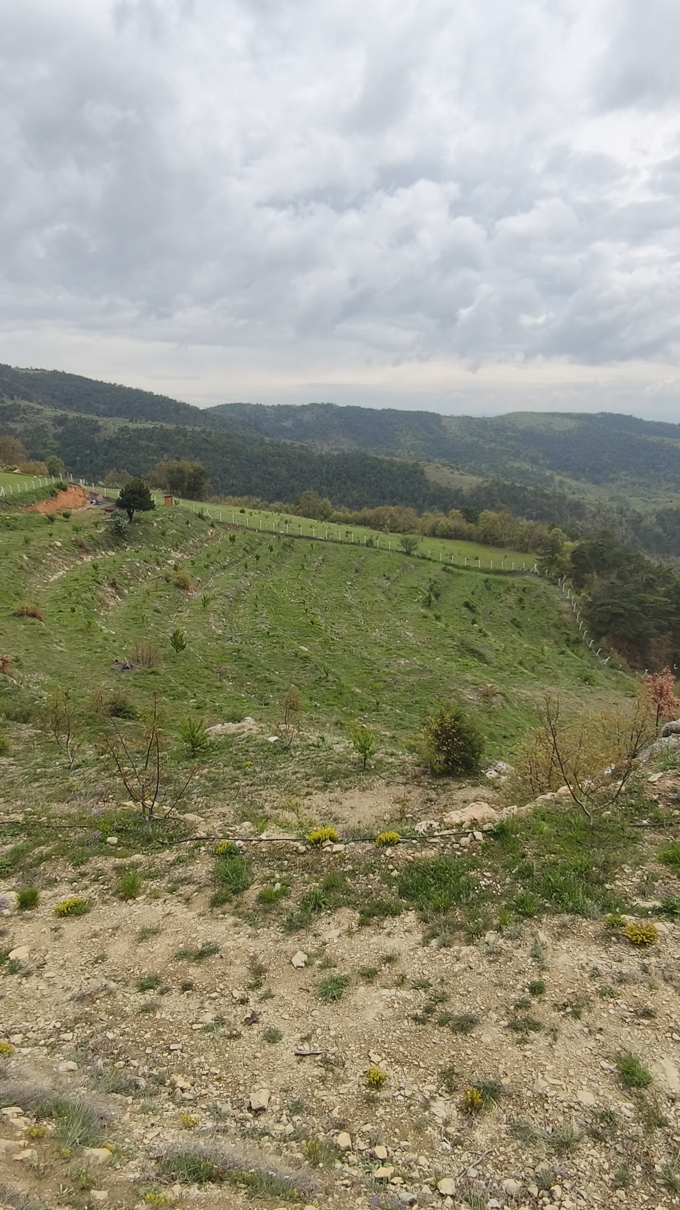 MABELDEN DOĞA İLE İÇ İÇE CEVİZ BAHÇESİ