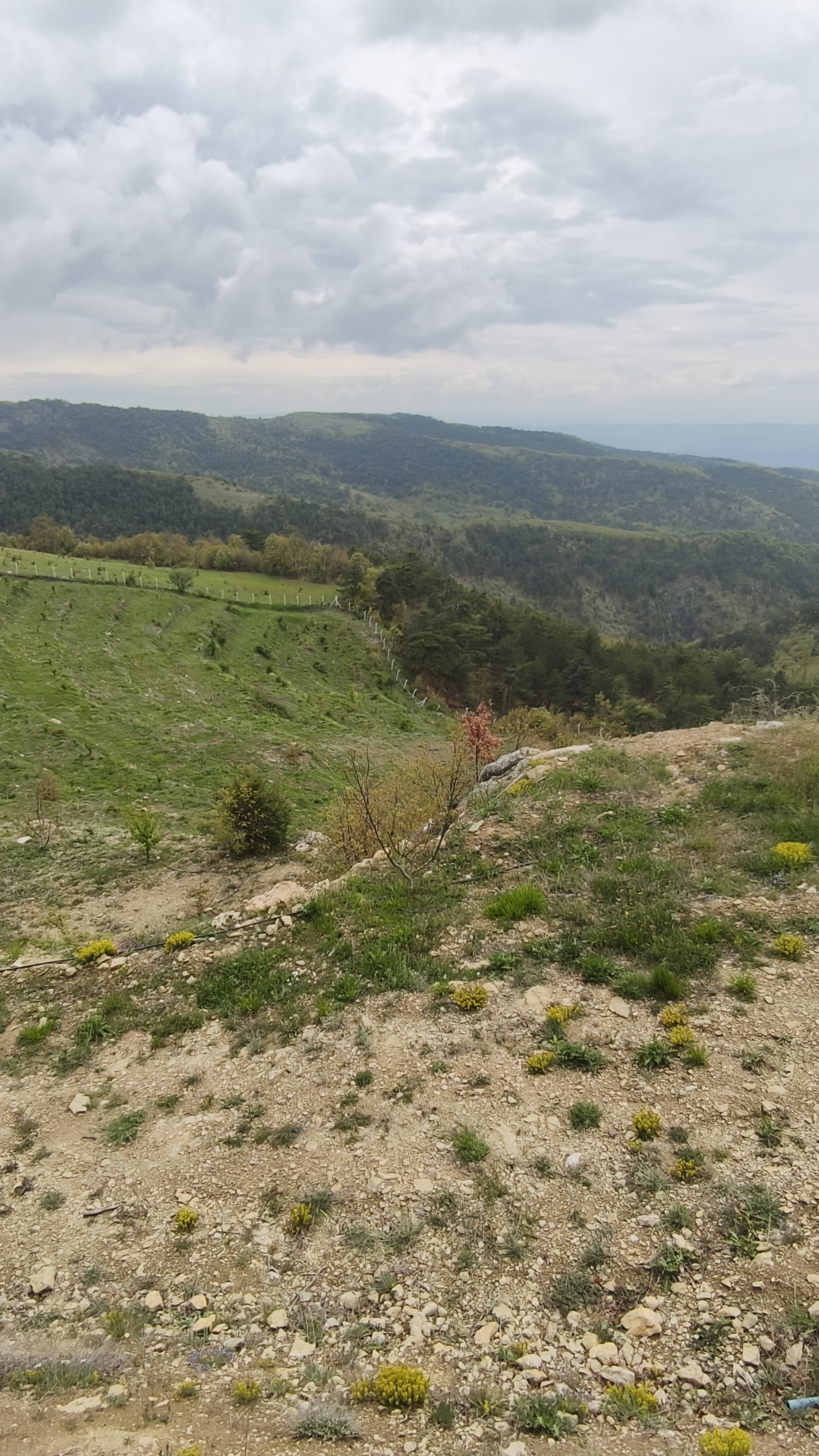 MABELDEN DOĞA İLE İÇ İÇE CEVİZ BAHÇESİ