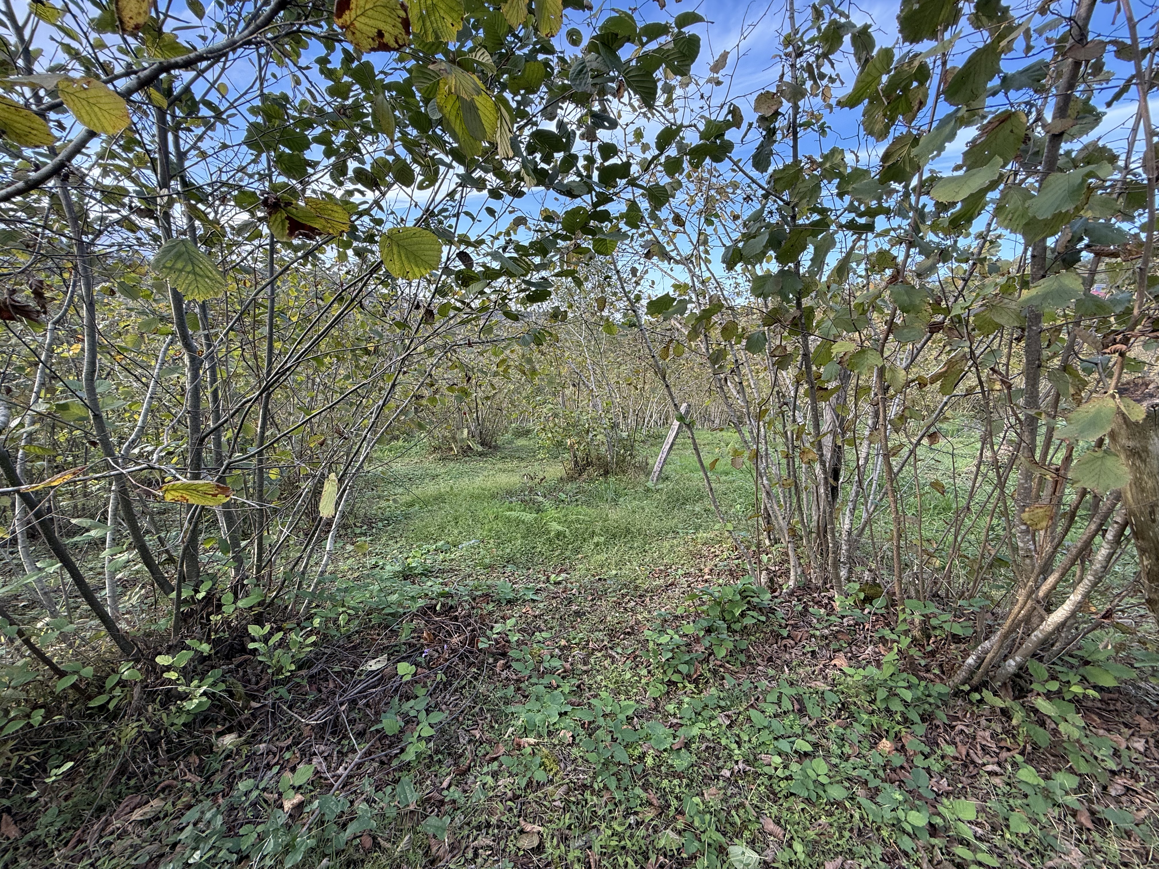 ARSİN DE SATILIK 6022 M2 ARSA