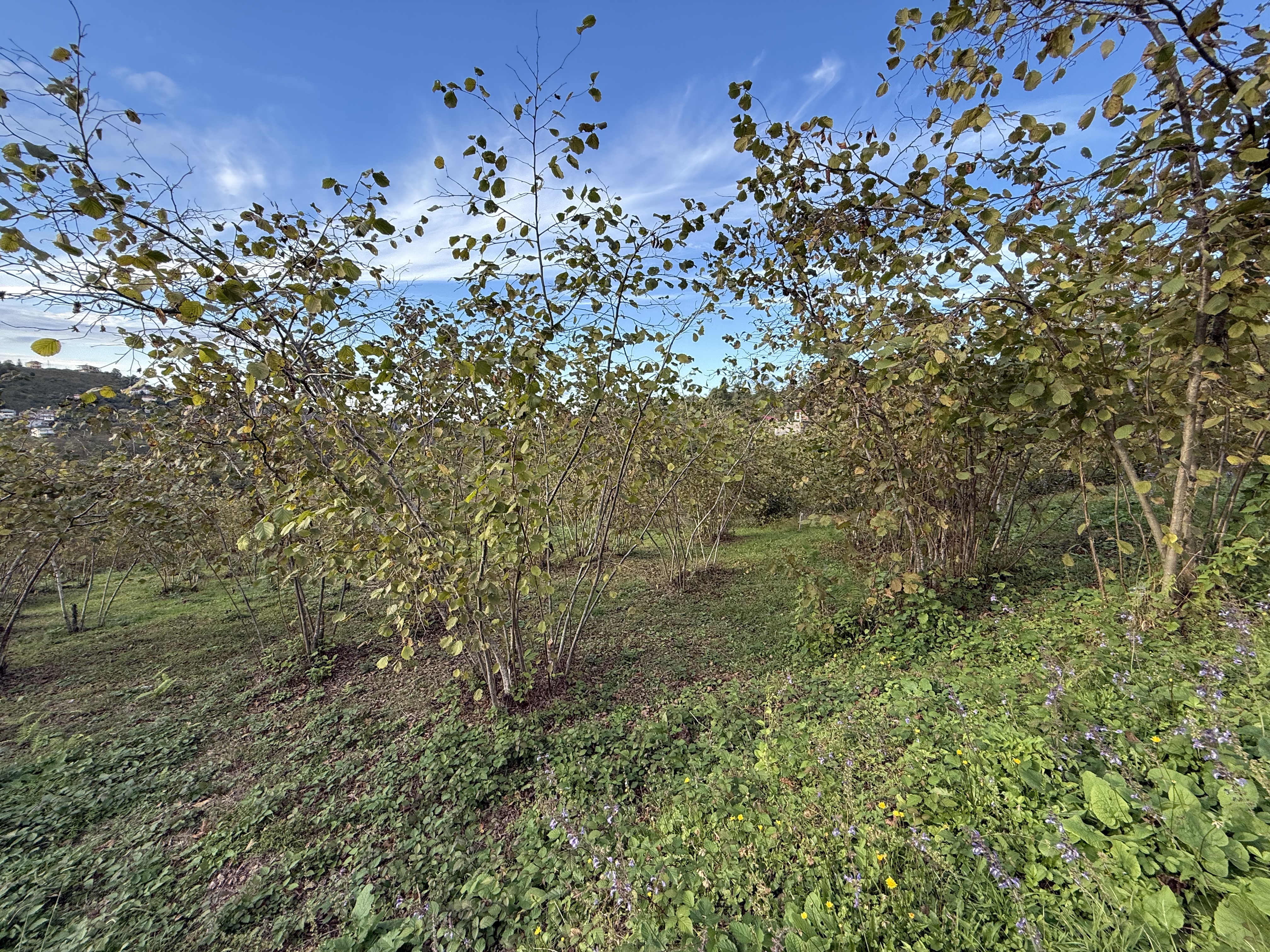 ARSİN DE SATILIK 6022 M2 ARSA