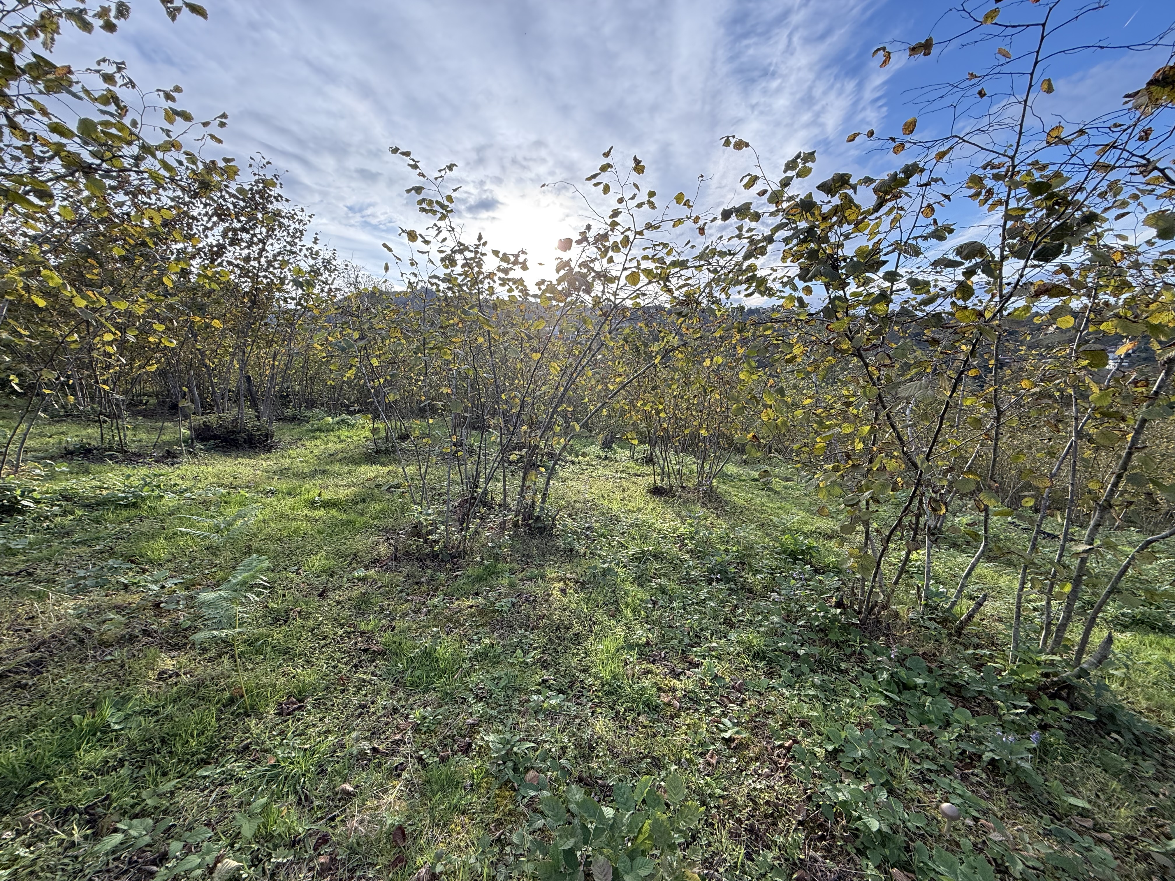 ARSİN DE SATILIK 6022 M2 ARSA