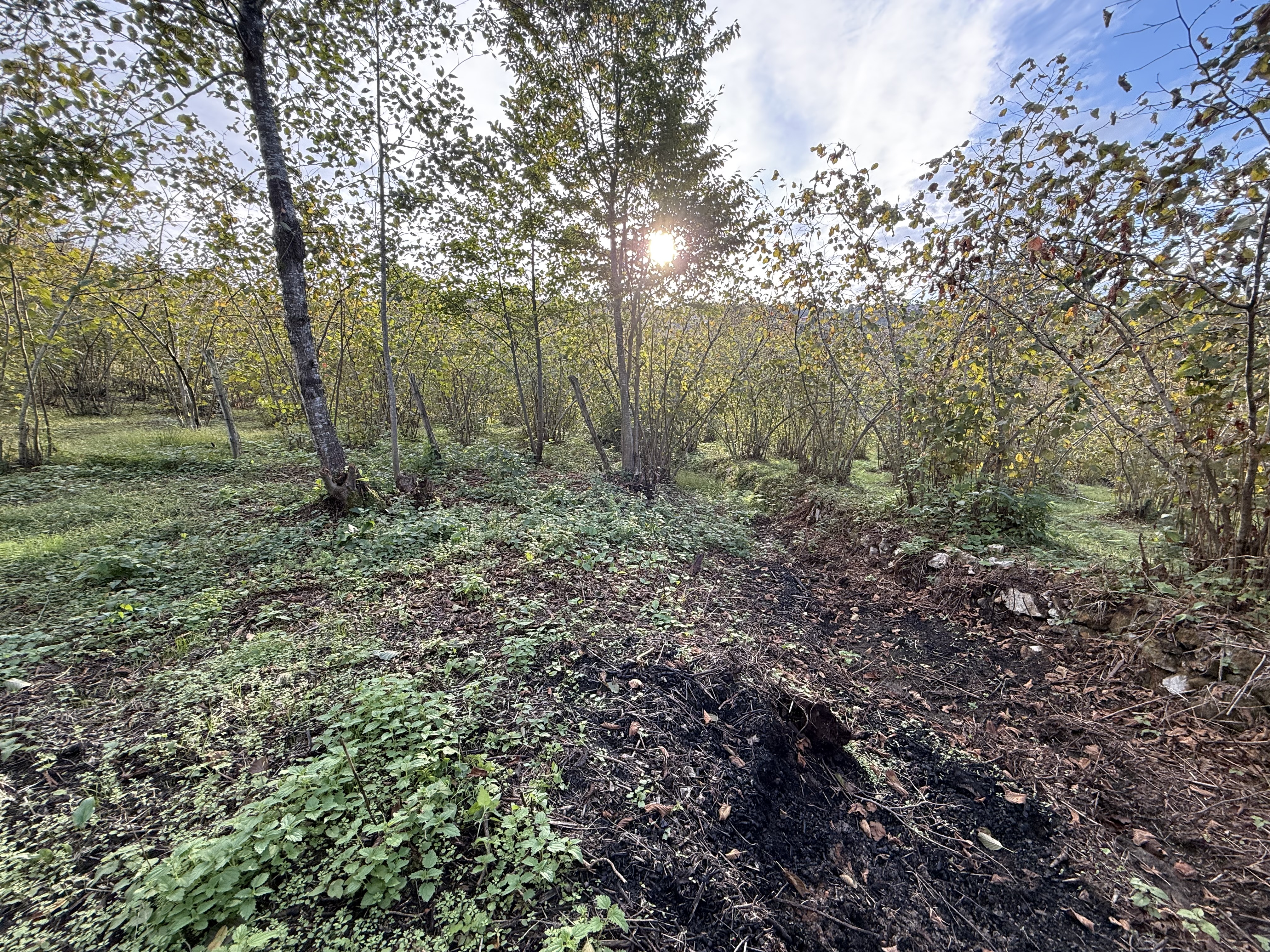 ARSİN DE SATILIK 2233 M2 ARSA