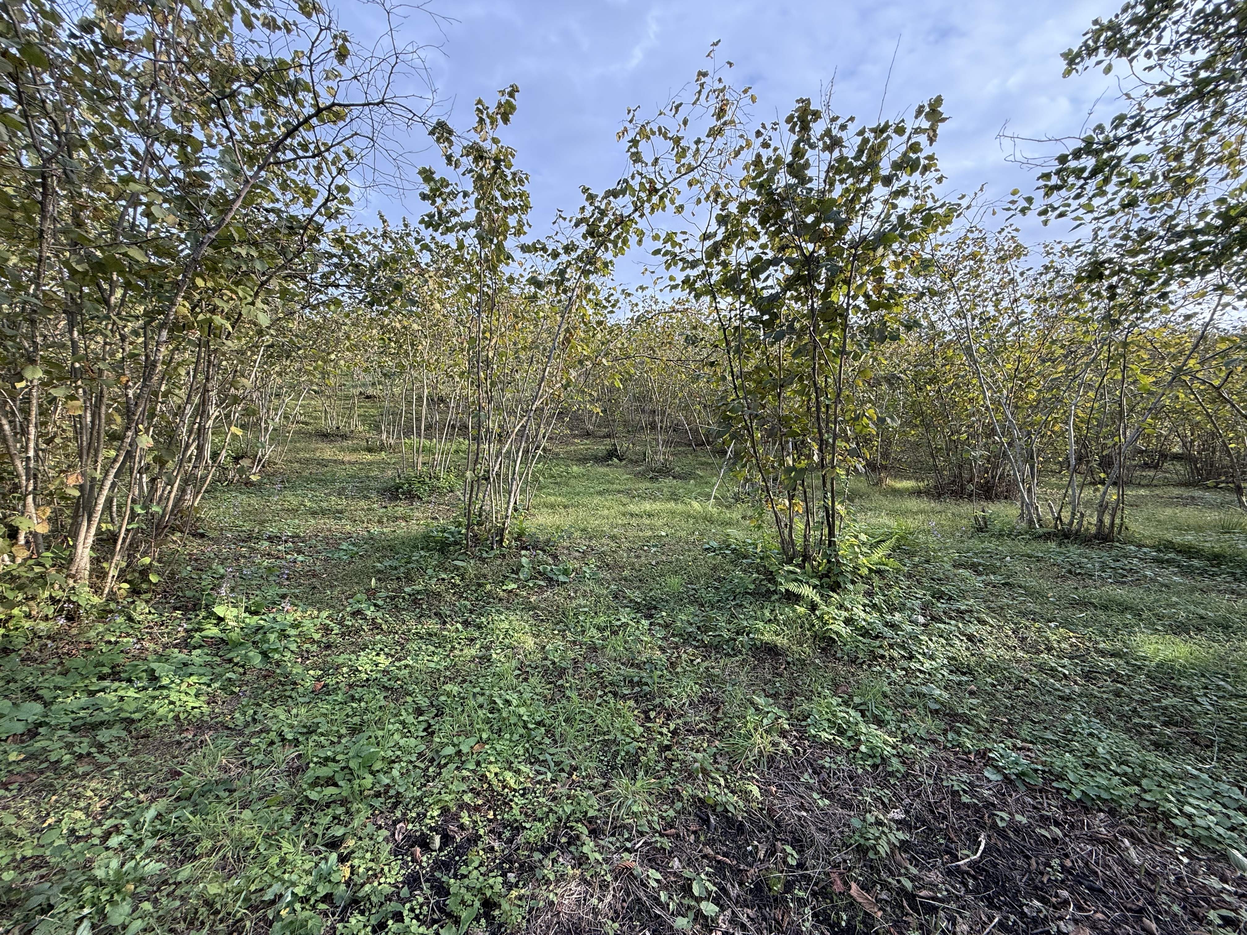 ARSİN DE SATILIK 2233 M2 ARSA