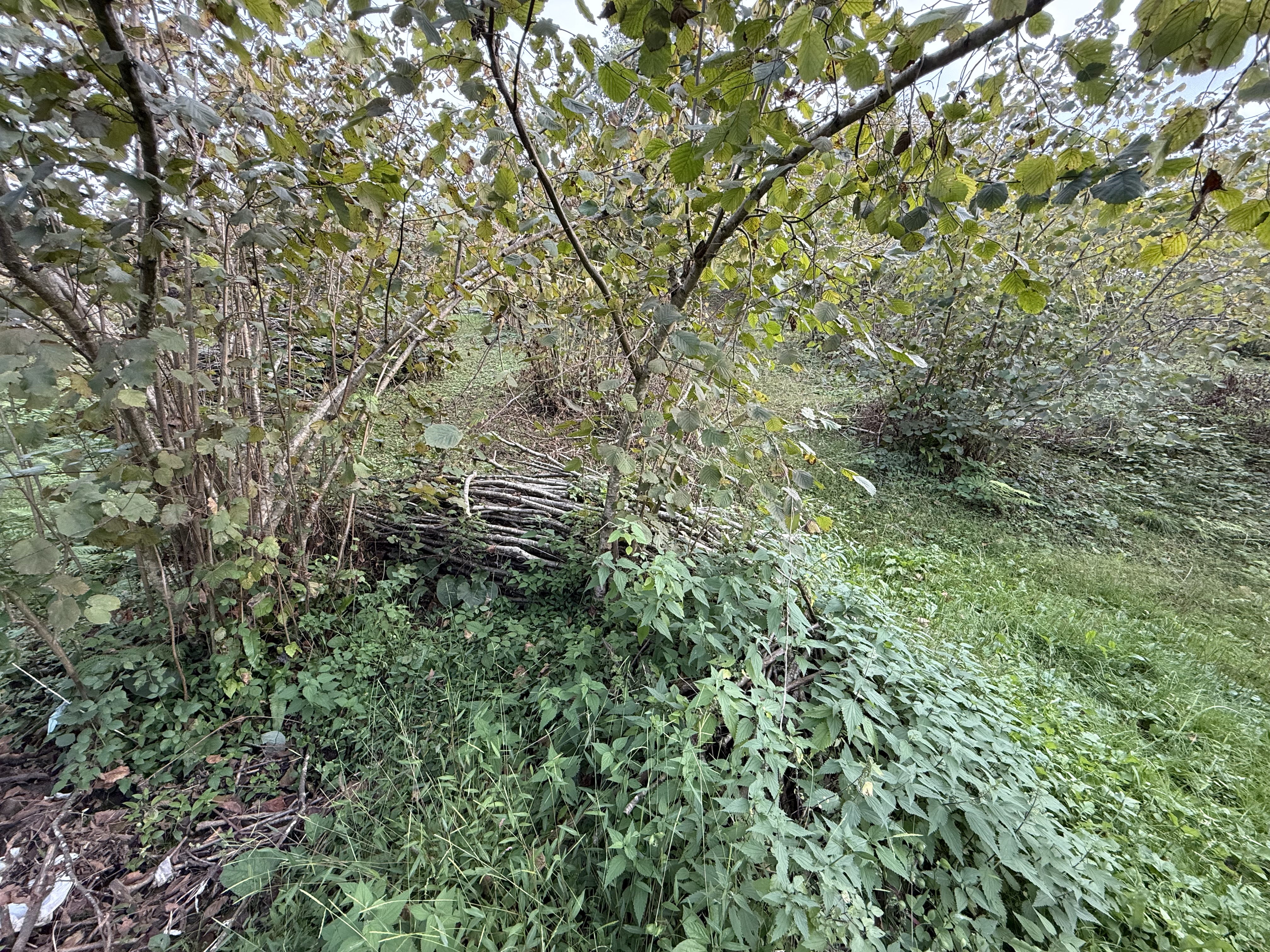 ARSİN DE SATILIK 2233 M2 ARSA