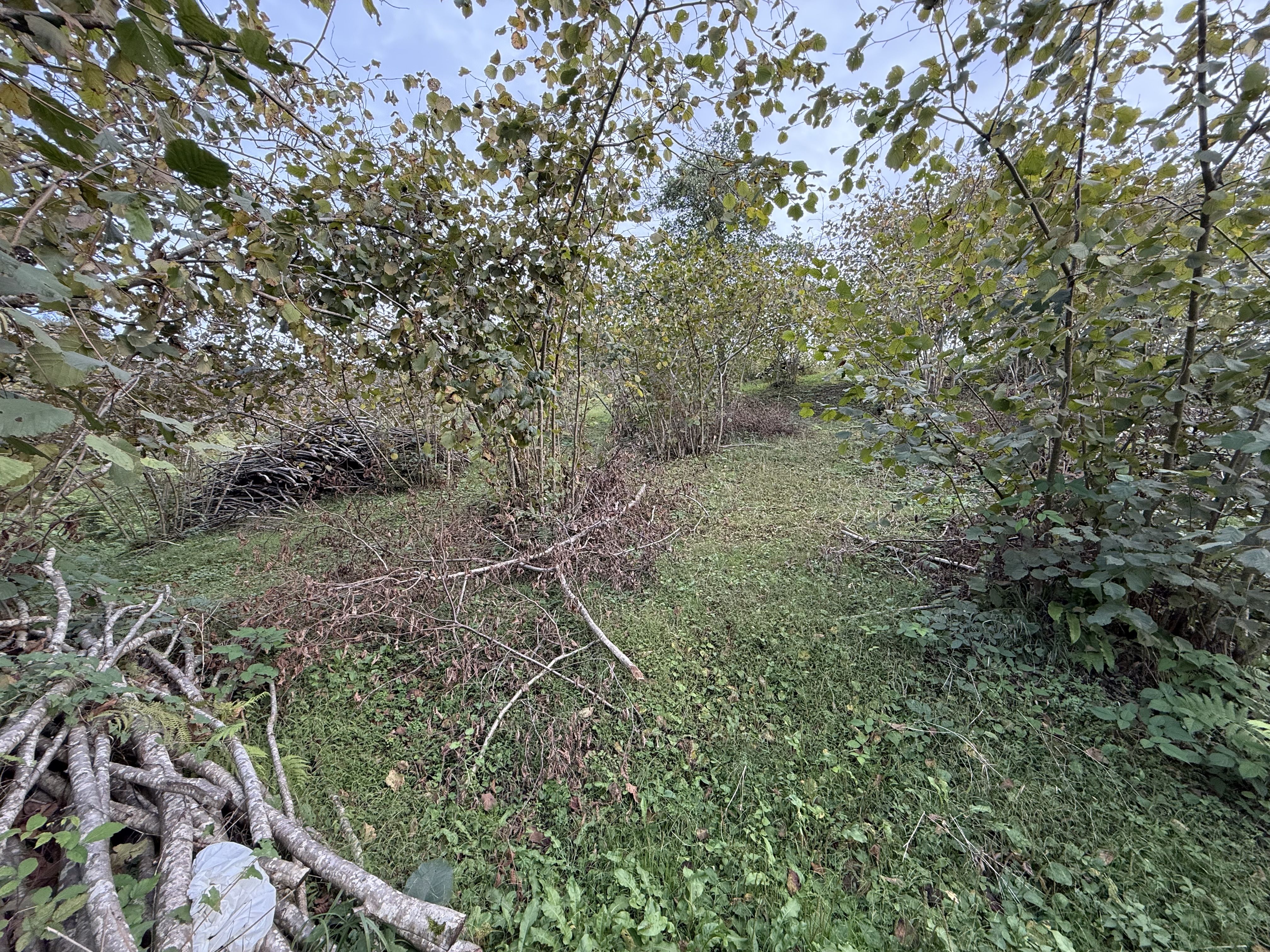 ARSİN DE SATILIK 2233 M2 ARSA