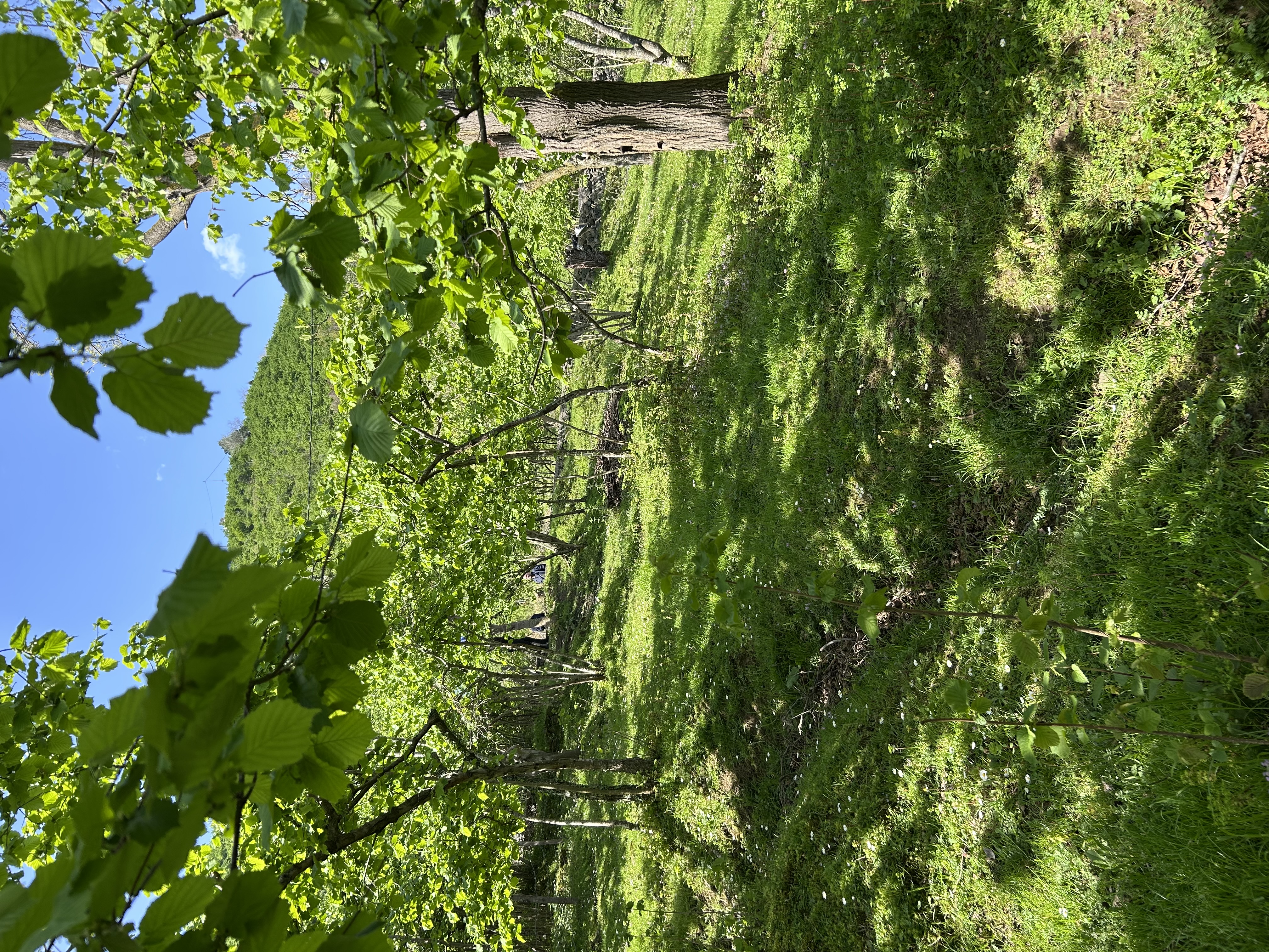 MABEL GAYRİMENKUL KEŞAP GÜNEYKÖYDE DENİZ MANZARALI VİLLALIK ARSA