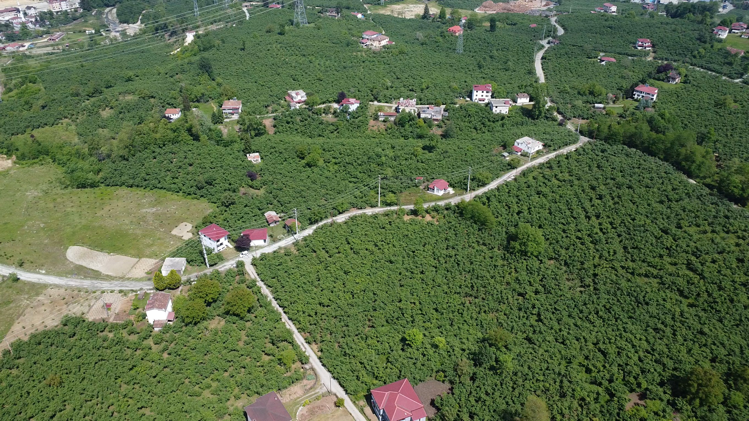 UZUNİSA FIRSAT FİYAT SATILIK FINDIK BAHÇESİ