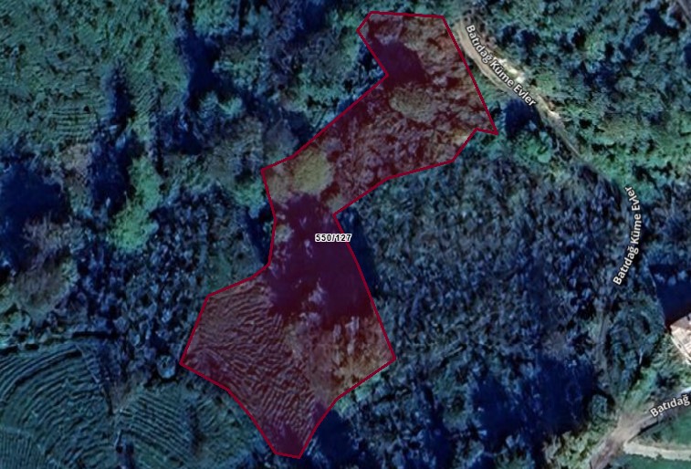 SÜRMENE BALIKLI MEVKİİ FINDIKLIK VE ÇAYIRLIK