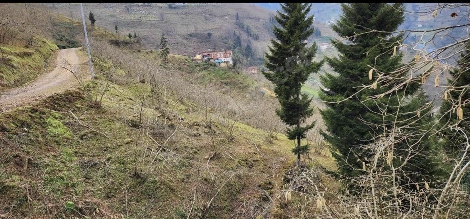 YOMRA KÖMÜRCÜ KÖYÜ SATILIK 2316 M2 ARSA