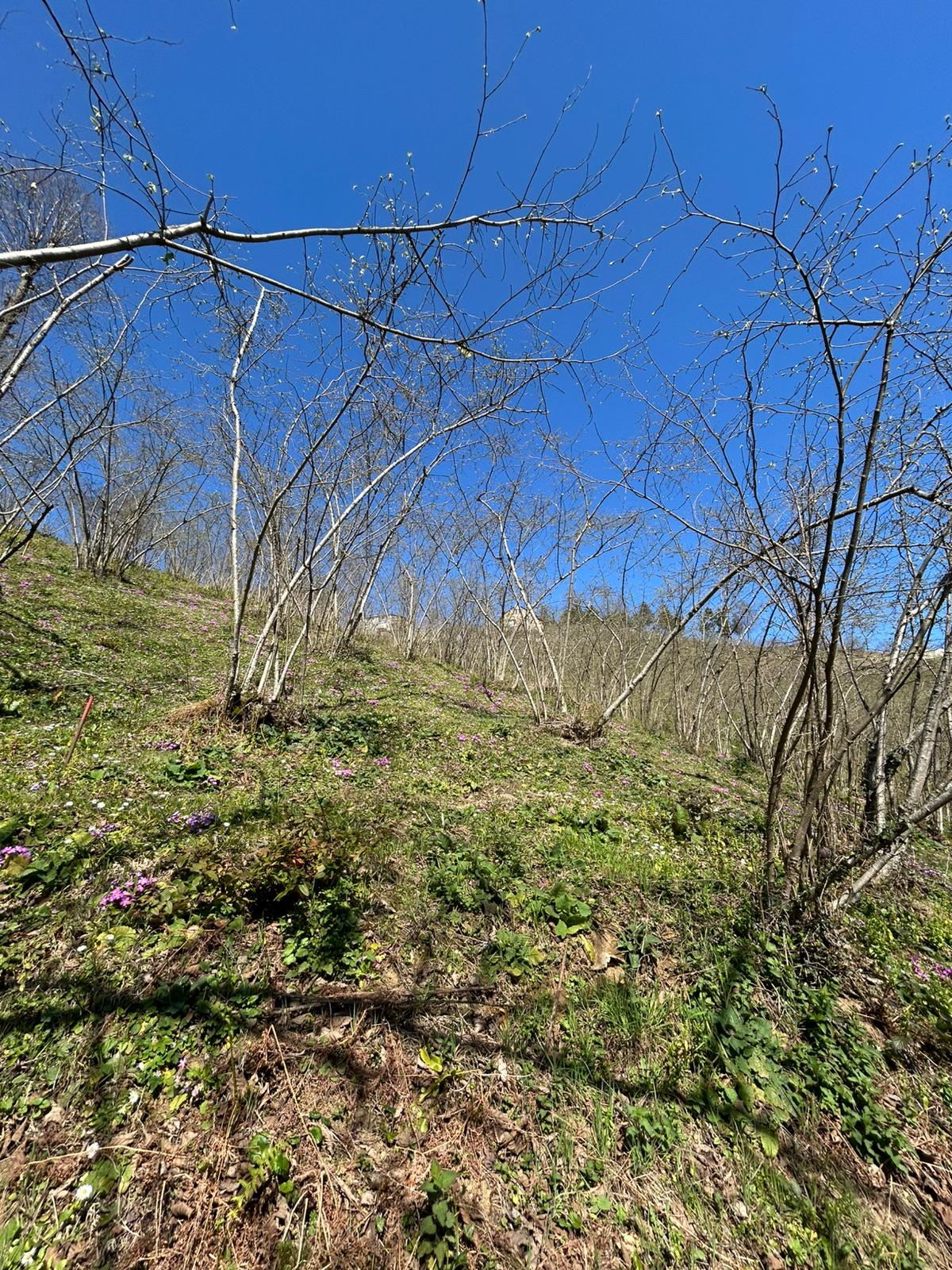 ÇANDIR KÖYÜ SATILIK FINDIK BAHÇESİ