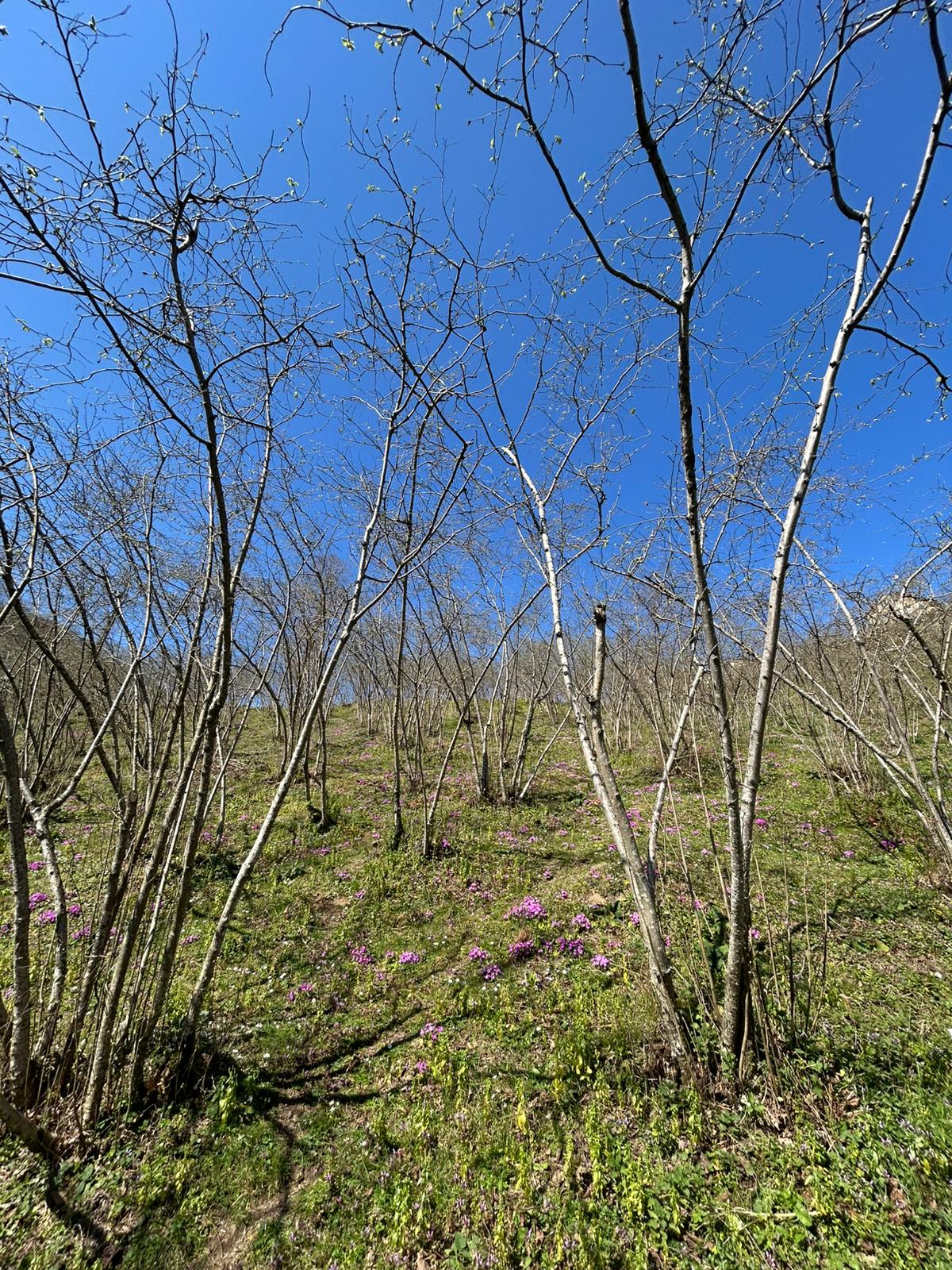 ÇANDIR KÖYÜ SATILIK FINDIK BAHÇESİ