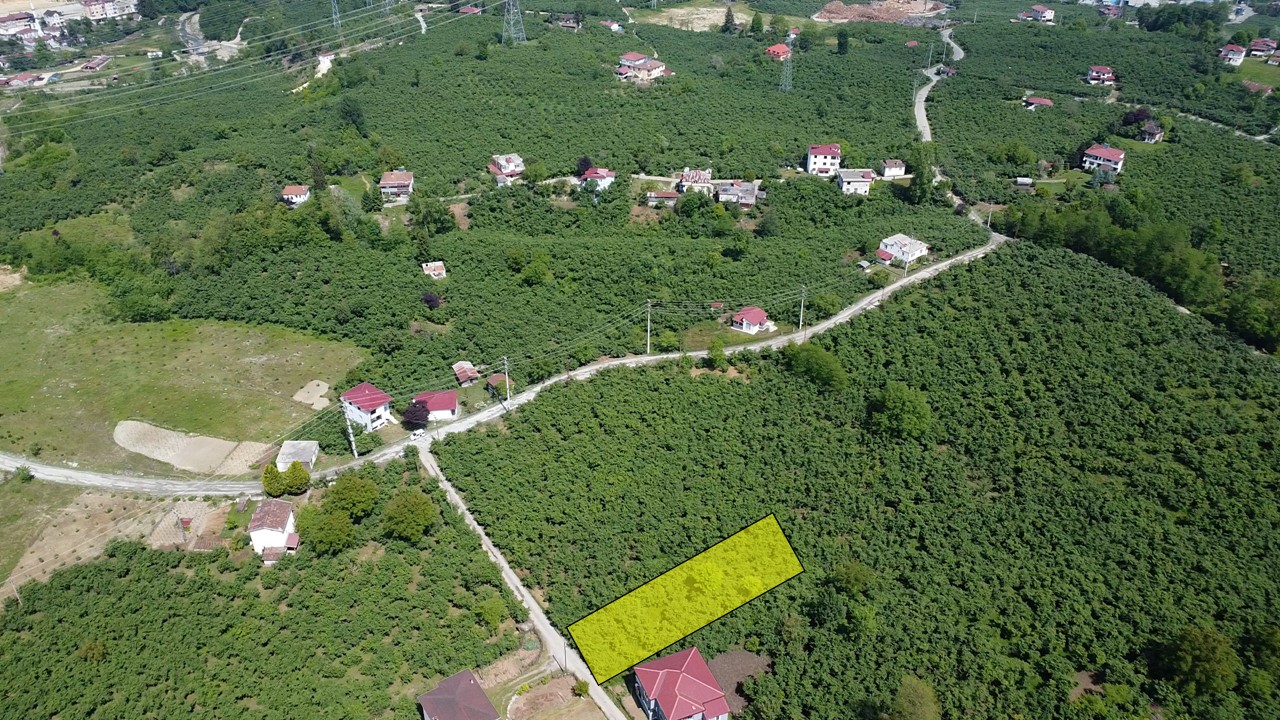 UZUNİSA FIRSAT FİYAT SATILIK FINDIK BAHÇESİ