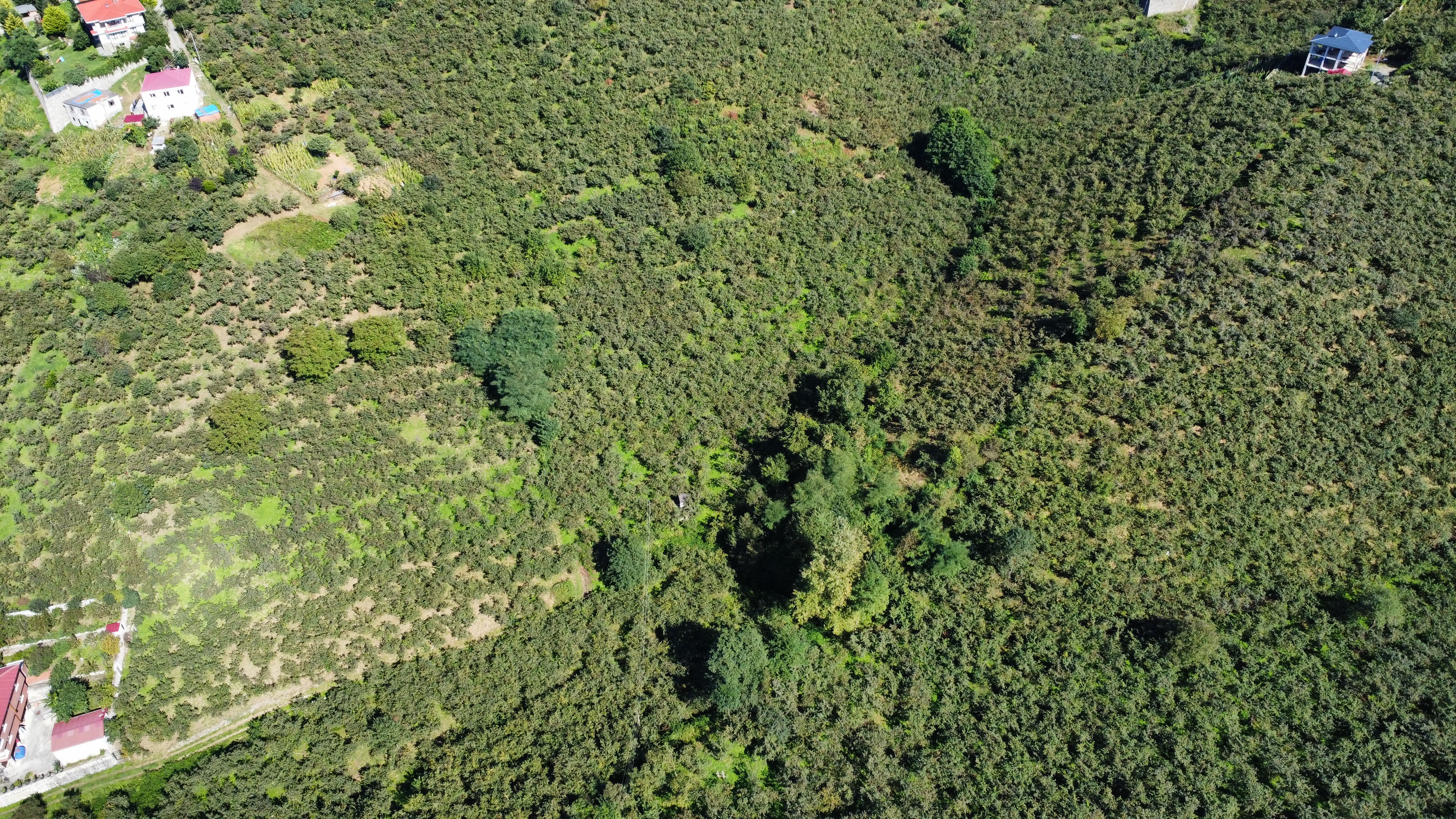 BULAK DA SATILIK 2285 M2 FINDIK BAHÇESİ