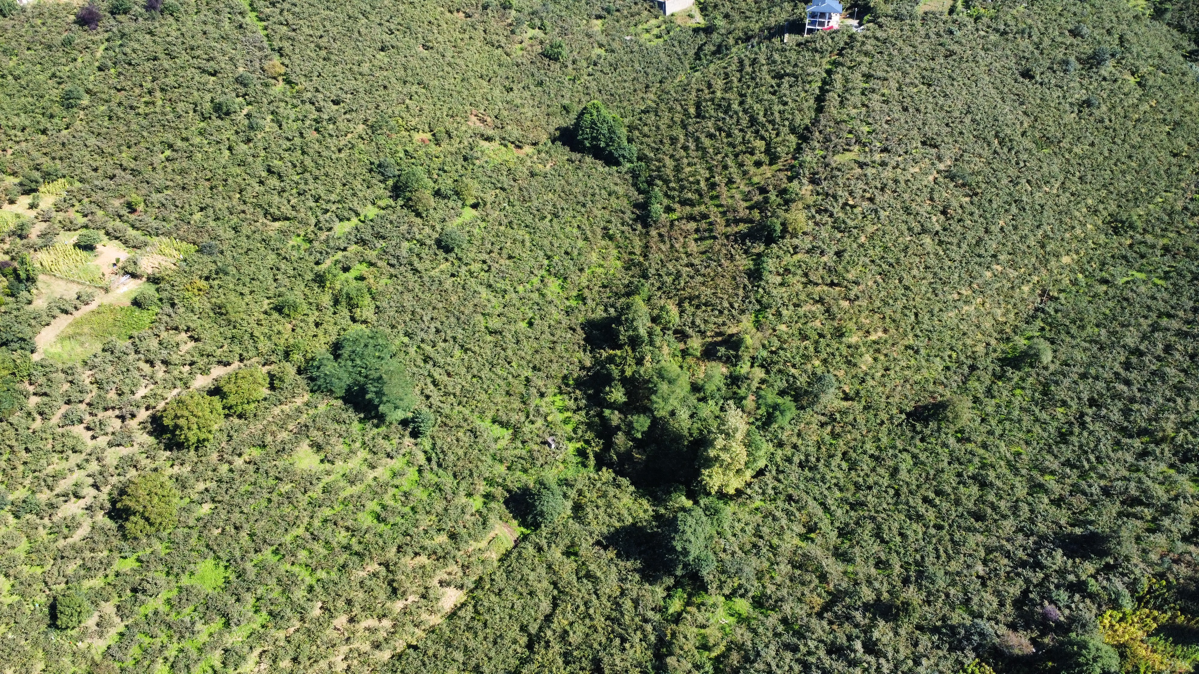BULAK DA SATILIK 2285 M2 FINDIK BAHÇESİ