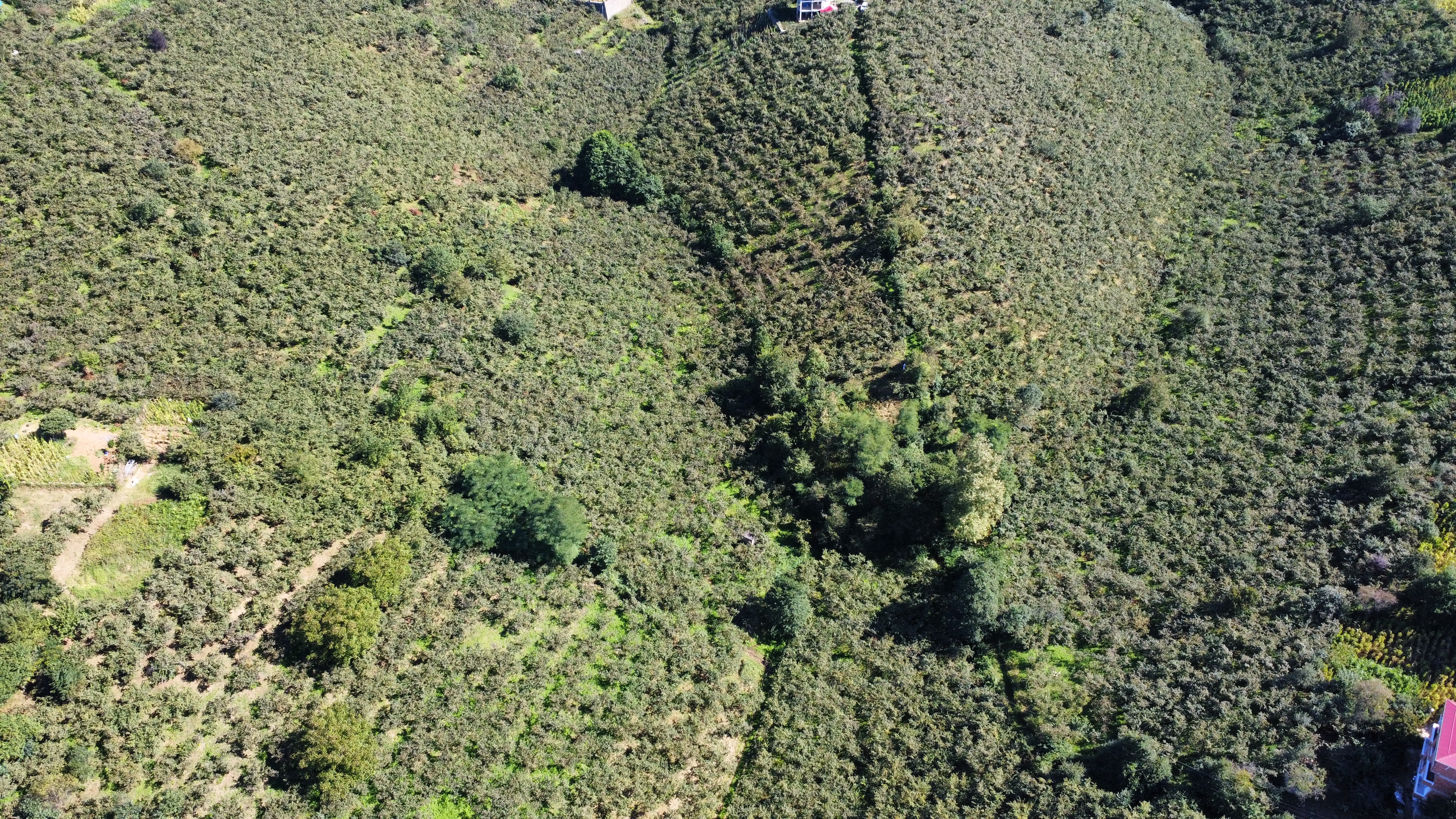 BULAK DA SATILIK 2285 M2 FINDIK BAHÇESİ