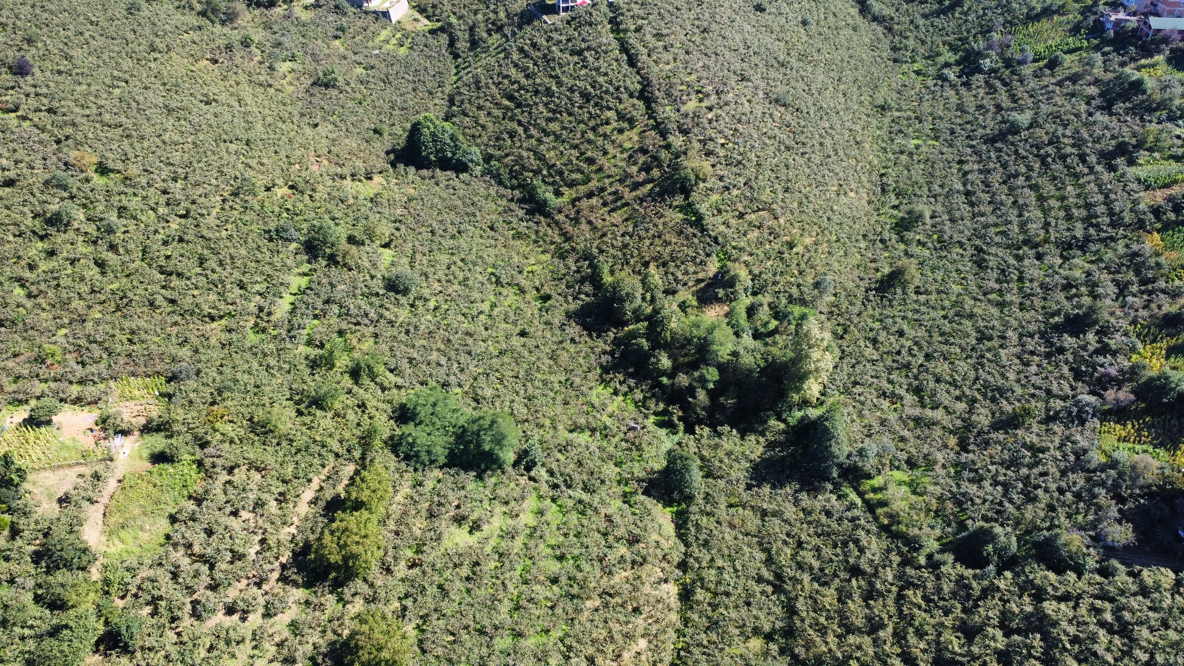 BULAK DA SATILIK 2285 M2 FINDIK BAHÇESİ