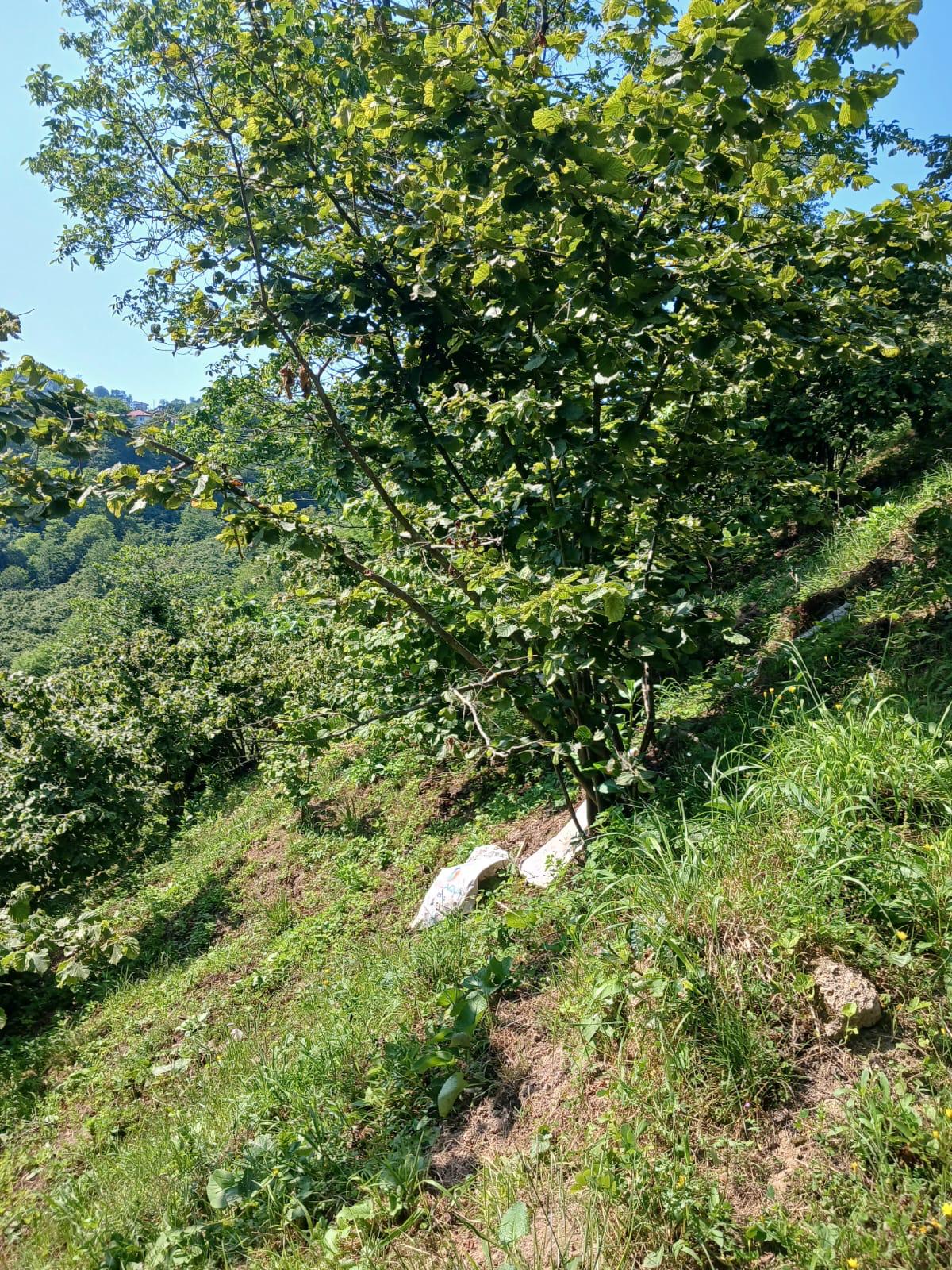 KIŞLA ÖNÜ LİMANI YUKARISINDA BAHÇE