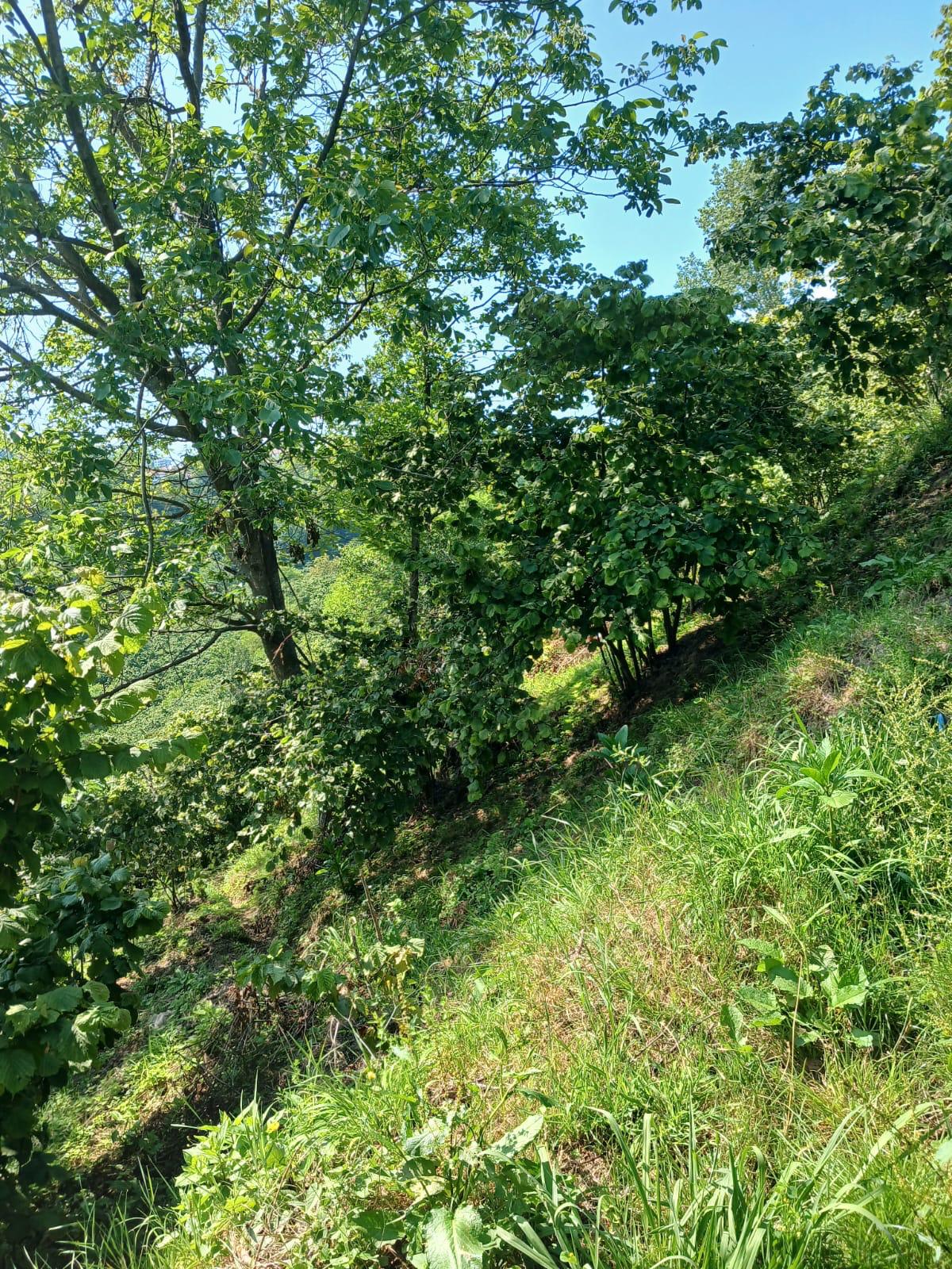 KIŞLA ÖNÜ LİMANI YUKARISINDA BAHÇE