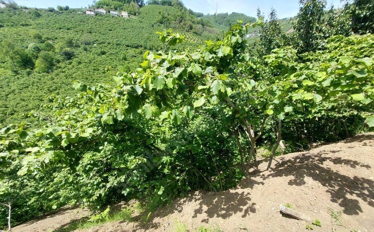 KAMIŞLI DA SATILIK 603 M2 ARSA